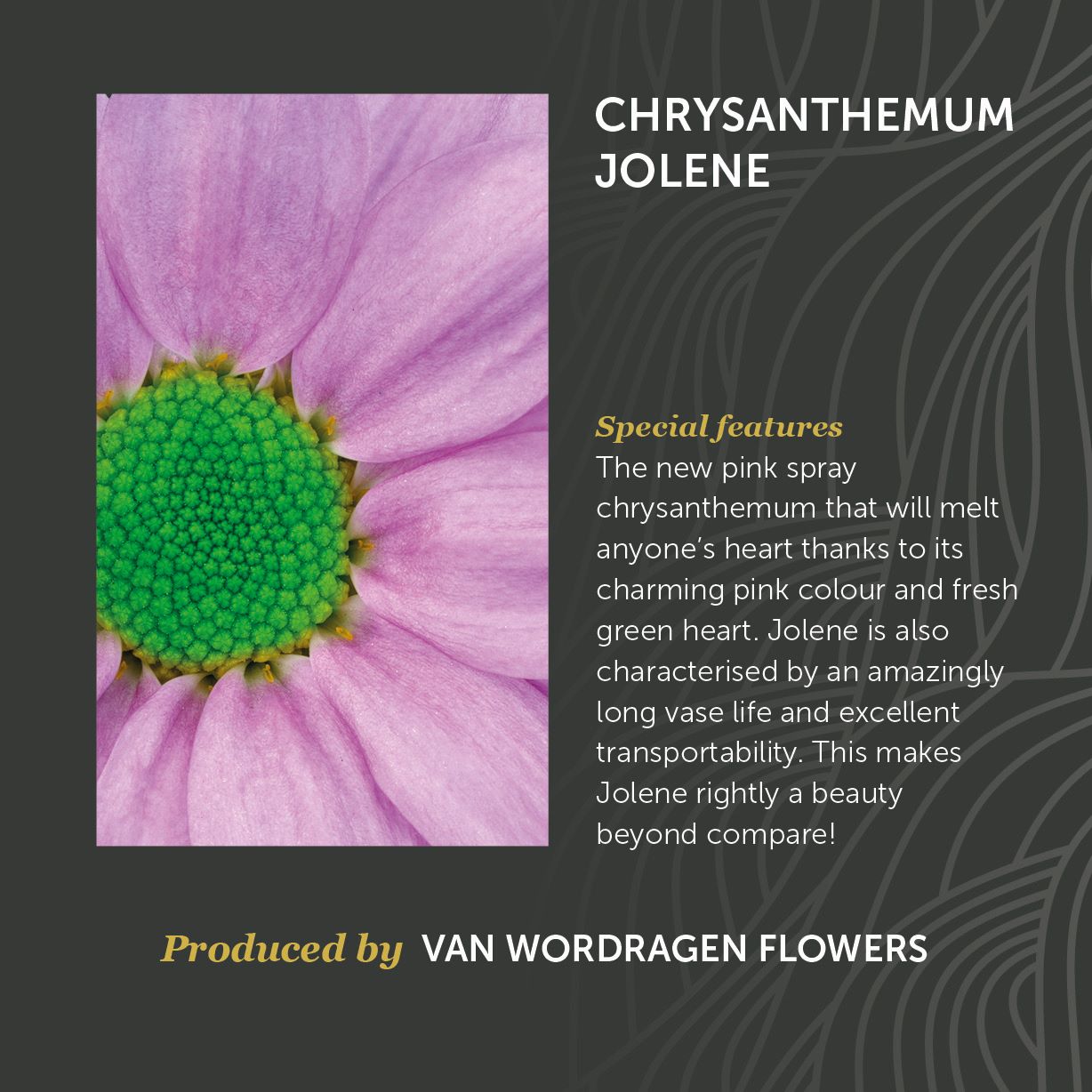 Chrysanthemum Jolene