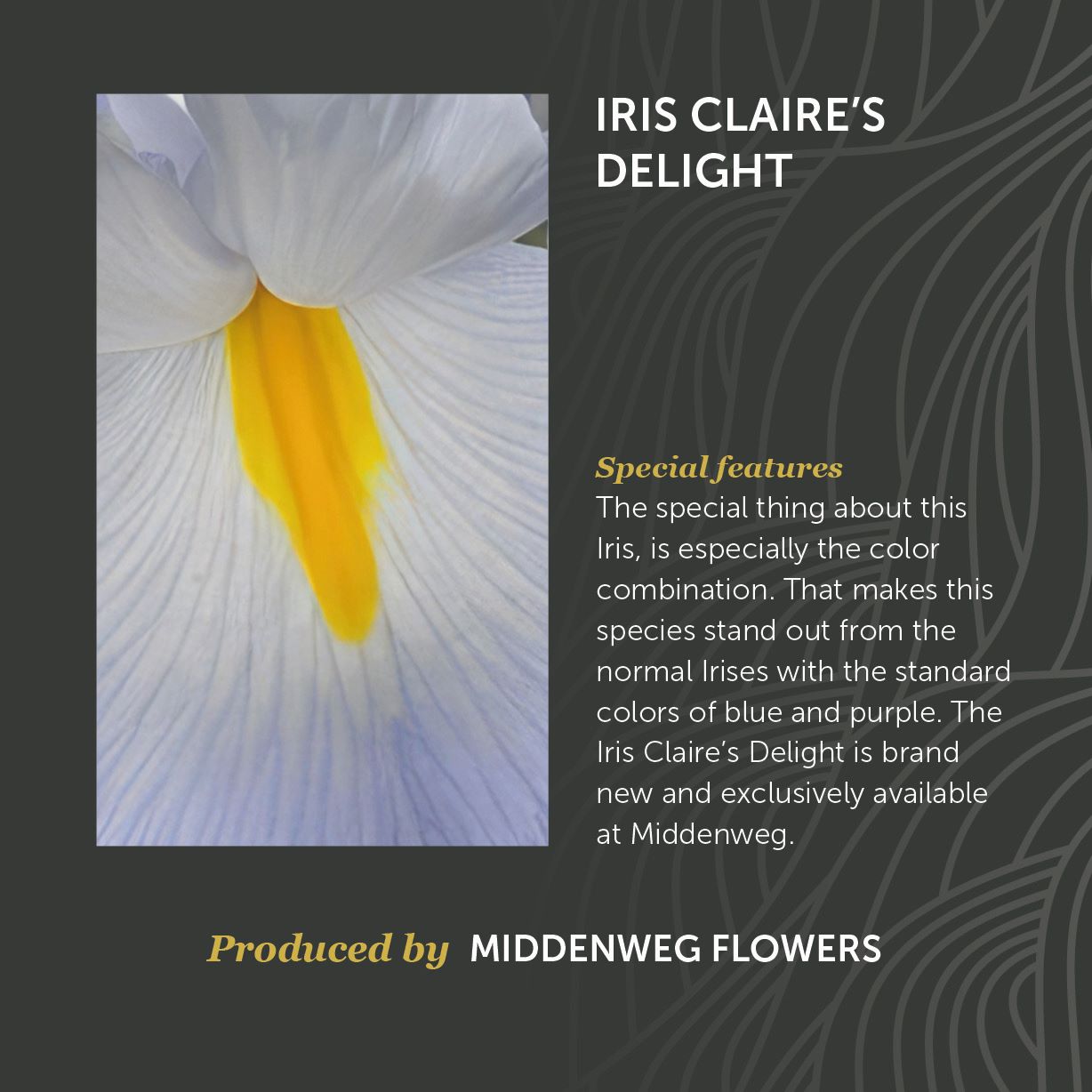 Iris Claire's Delight