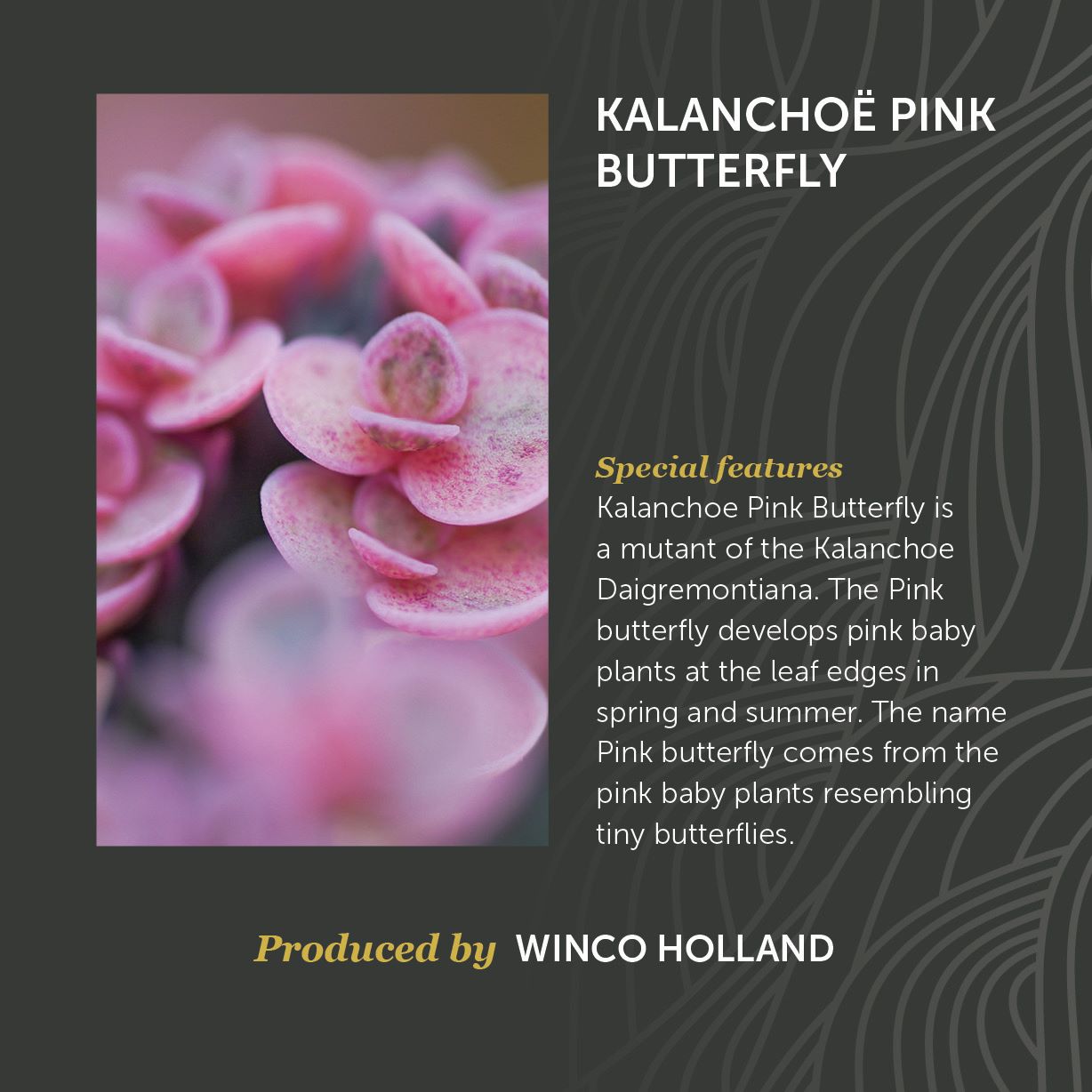 Kalanchoë Pink Butterfly