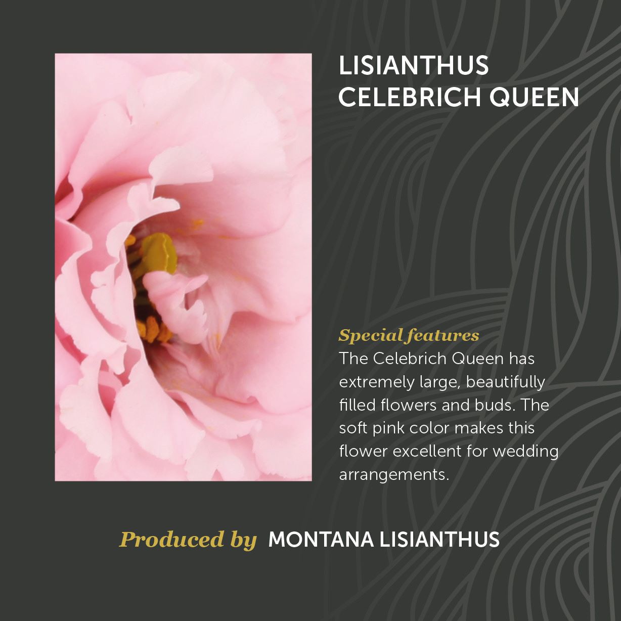 Lisianthus Celebrich Queen