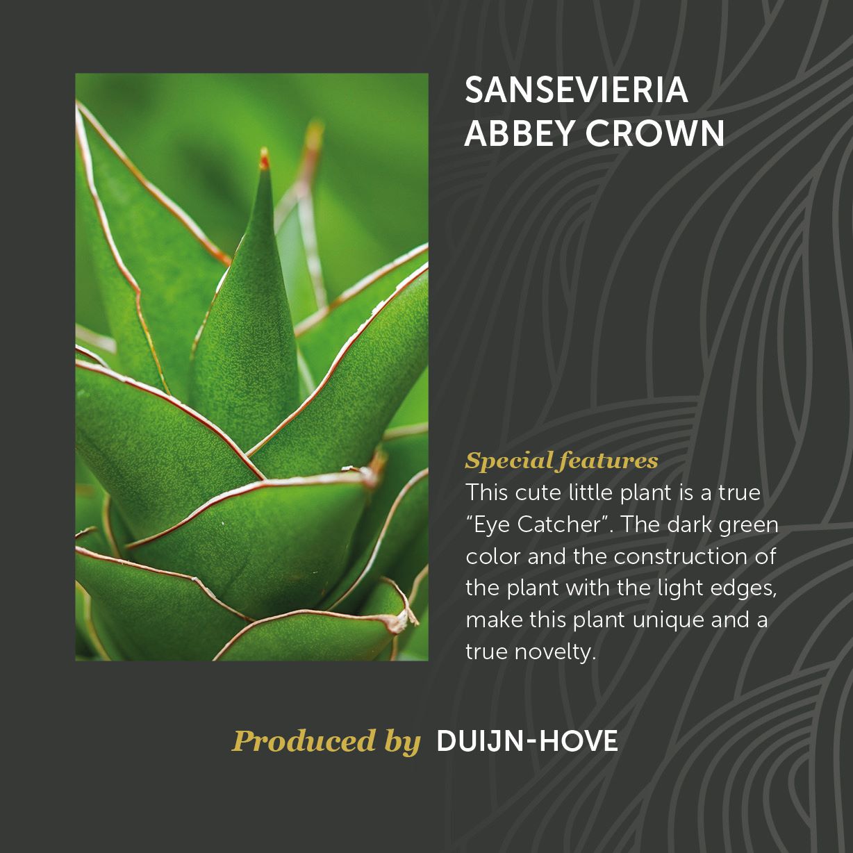 Sansevieria Abbey Crown