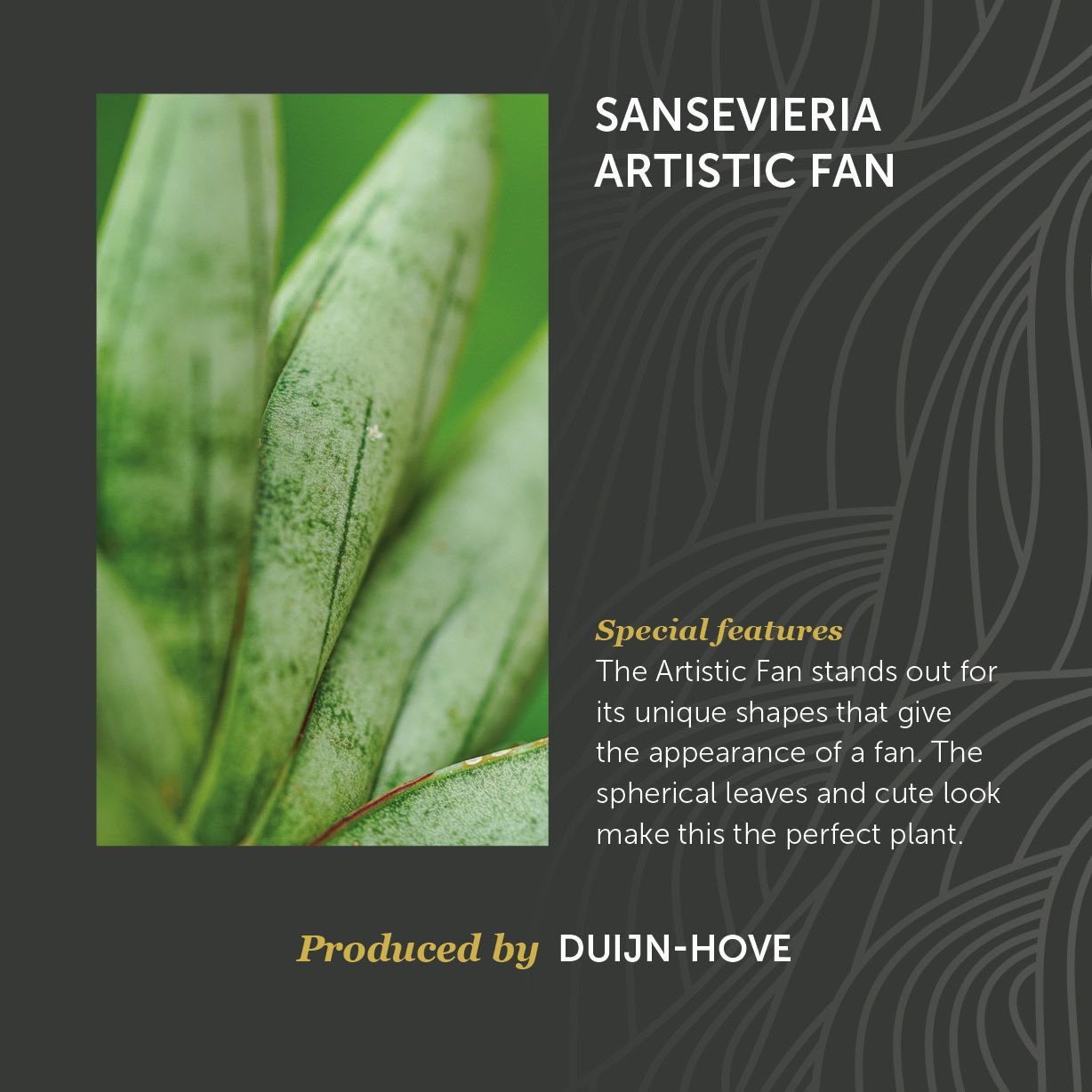Sansevieria Artistic Fan