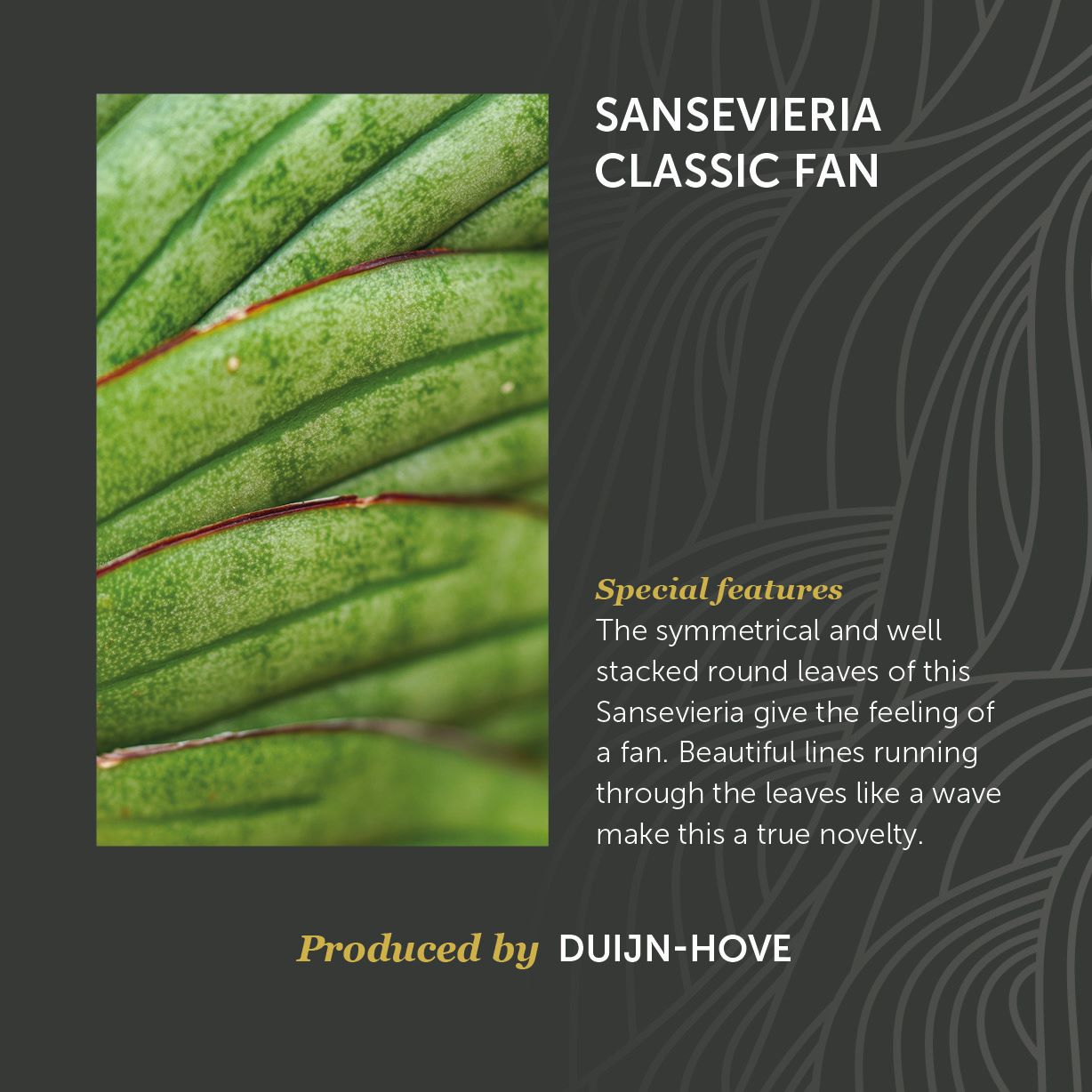 Sansevieria Classic Fan
