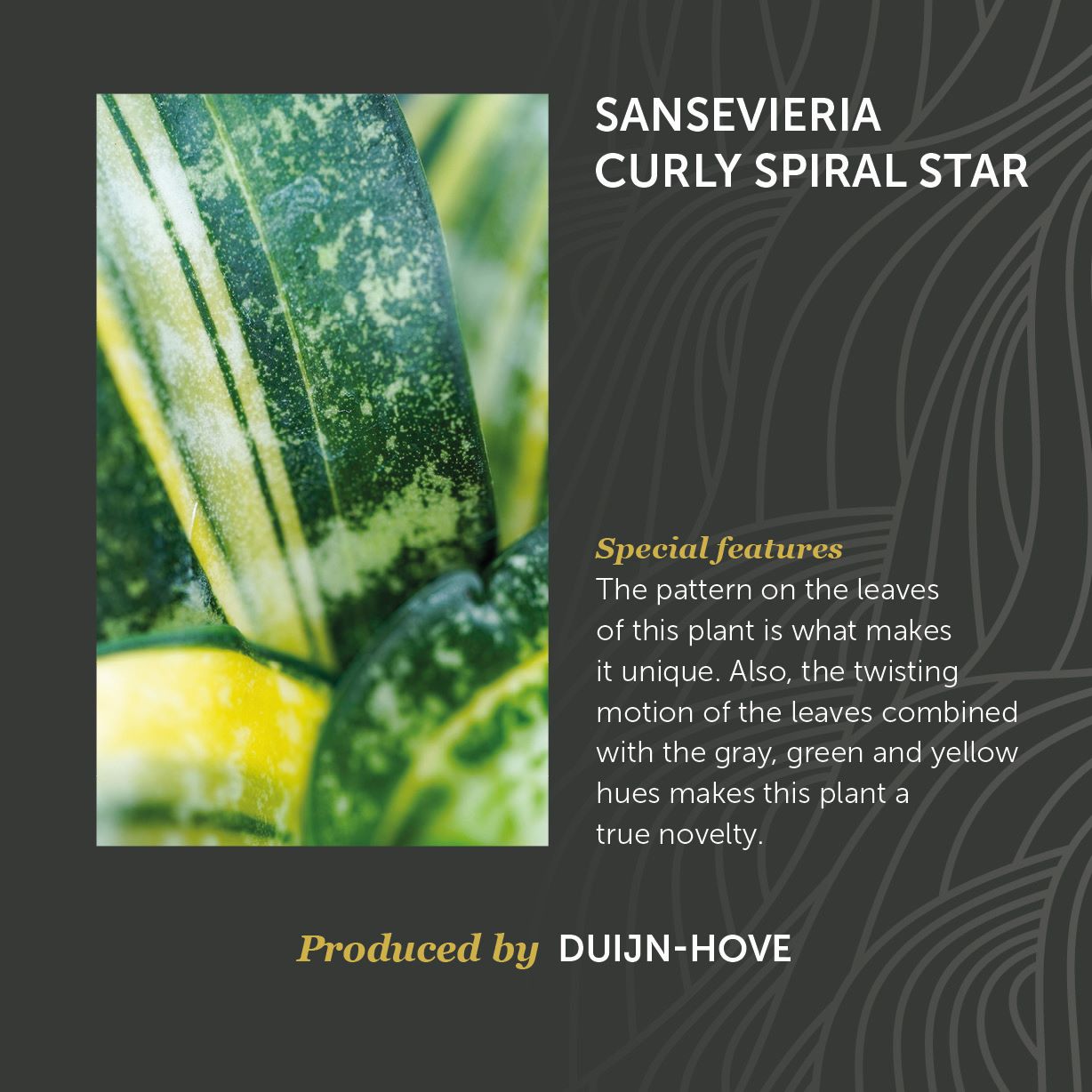 Sansevieria Curly Spiral Star
