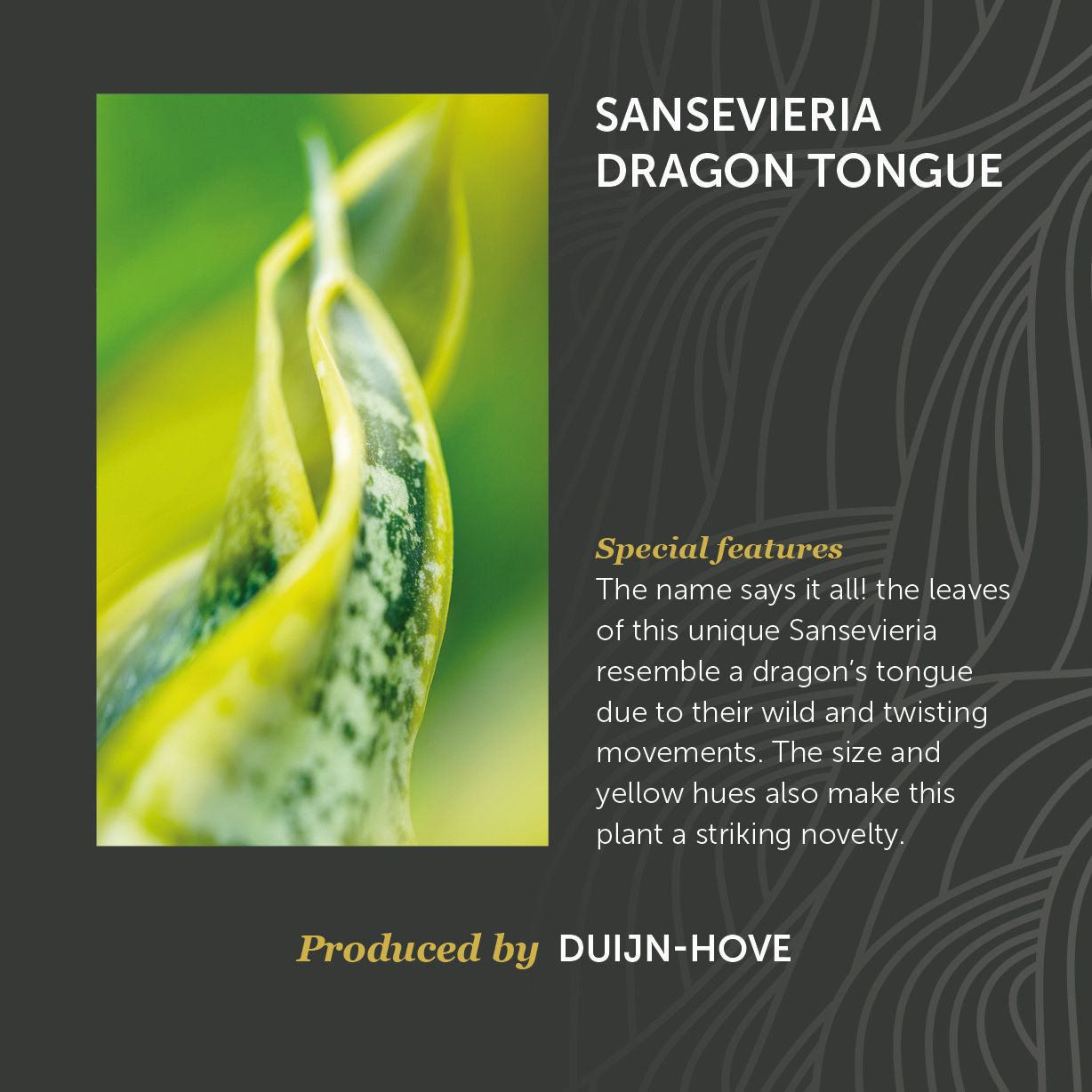 Sansevieria Dragon Tongue