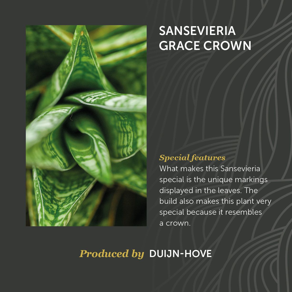 Sansevieria Grace Crown
