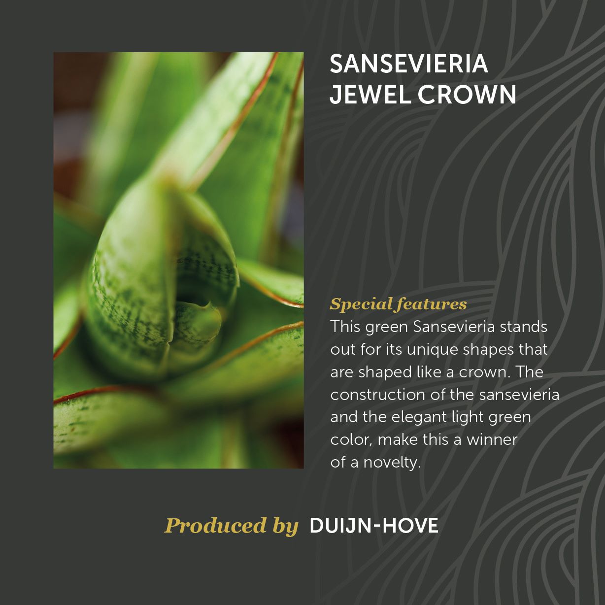 Sansevieria Jewel Crown