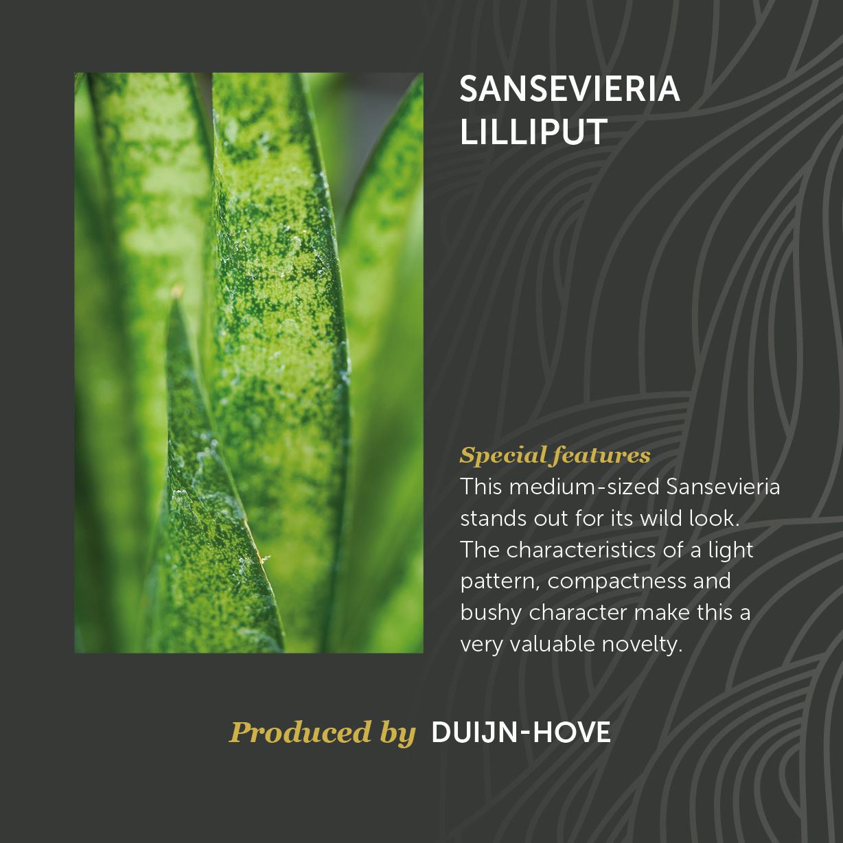 Sansevieria Lilliput