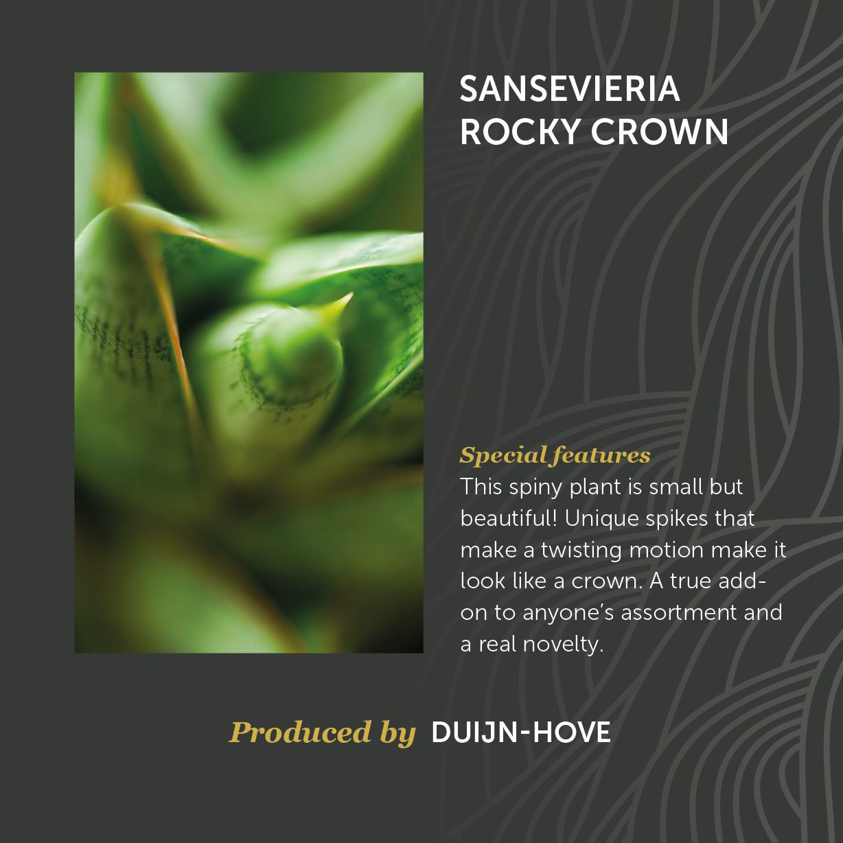 Sansevieria Rocky Crown