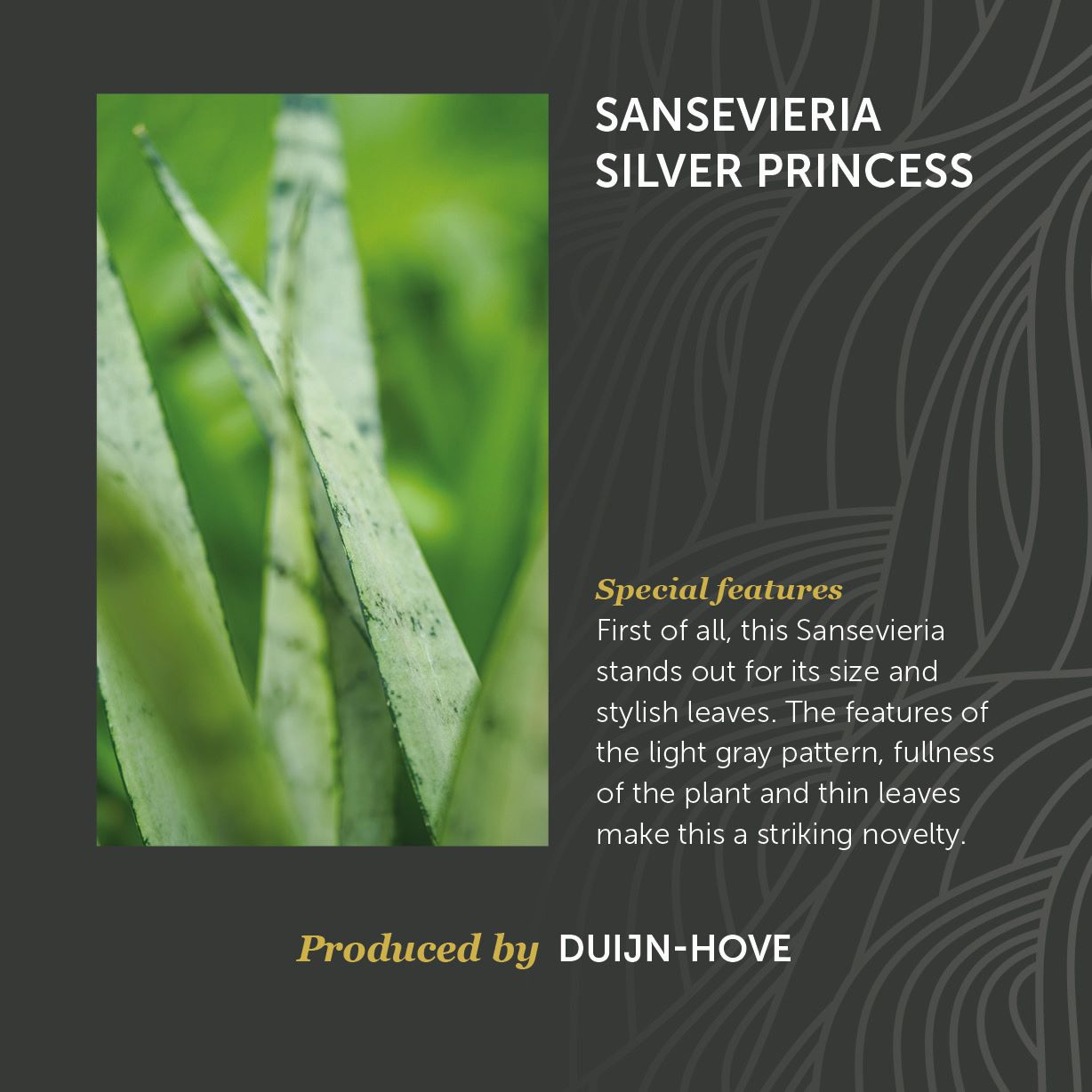 Sansevieria Silver Princess