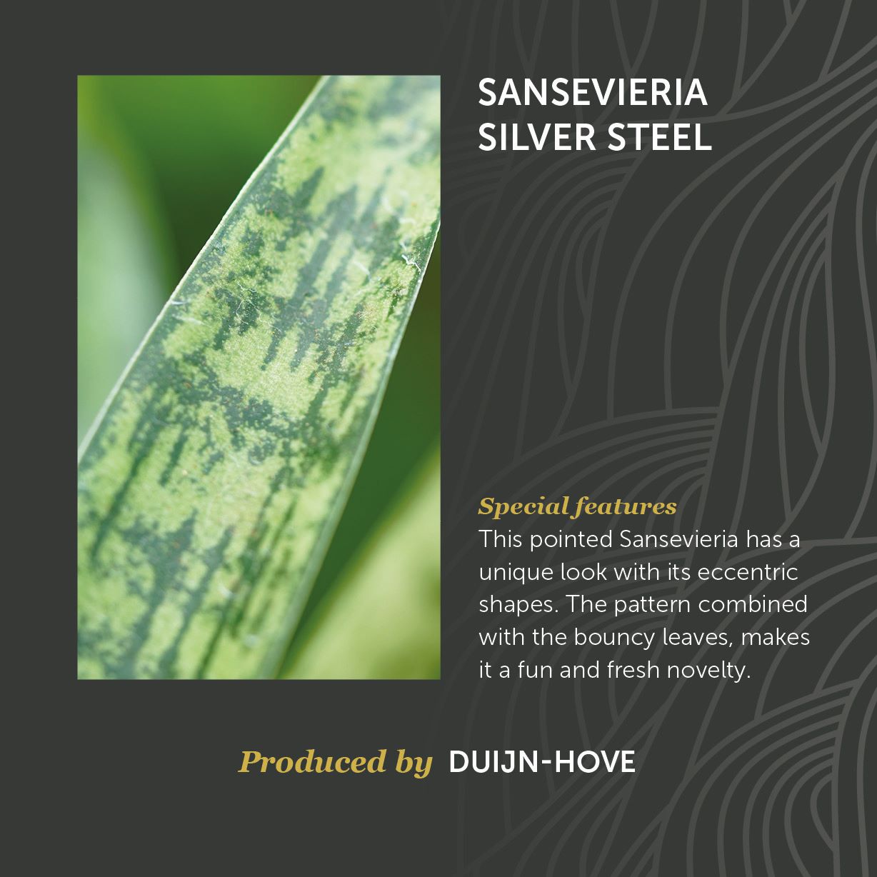 Sansevieria Silver Steel