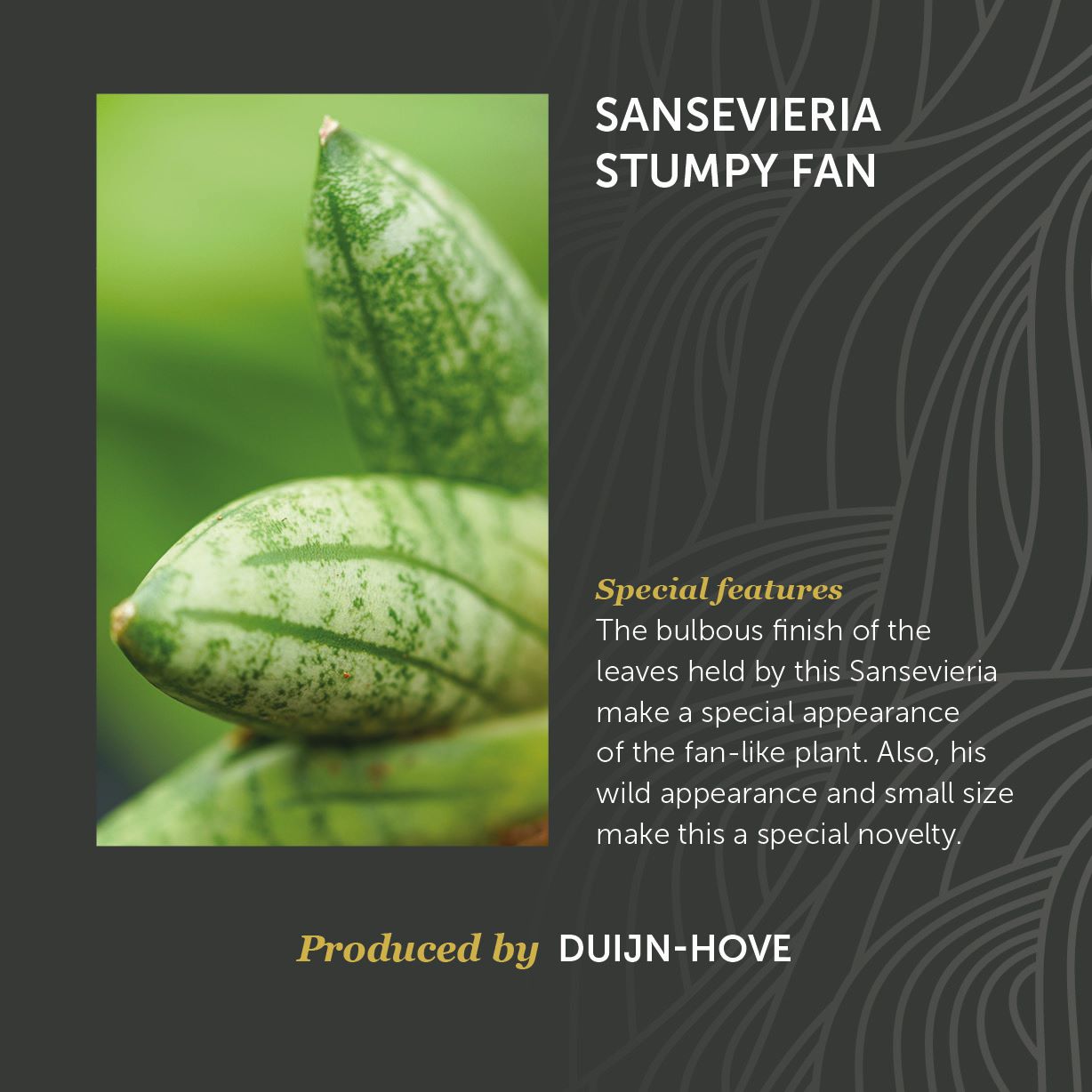 Sansevieria Stumpy Fan