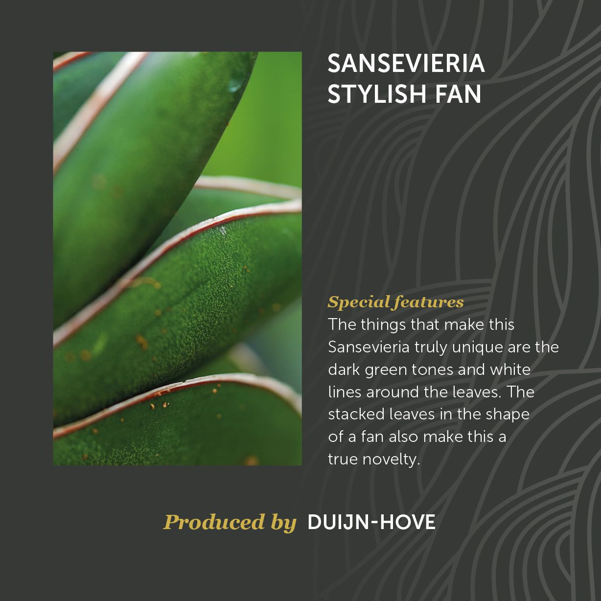 Sansevieria Stylish Fan