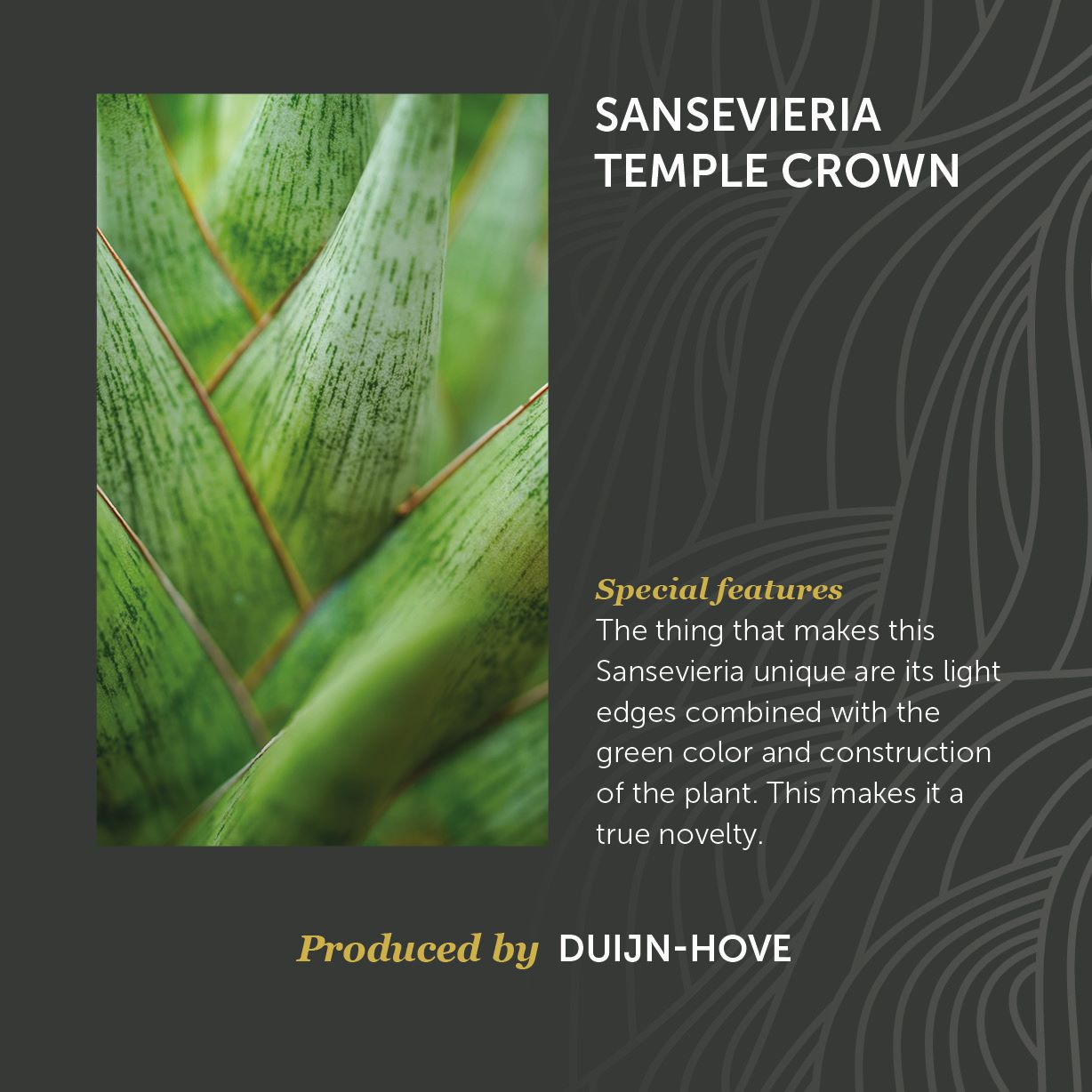 Sansevieria Temple Crown