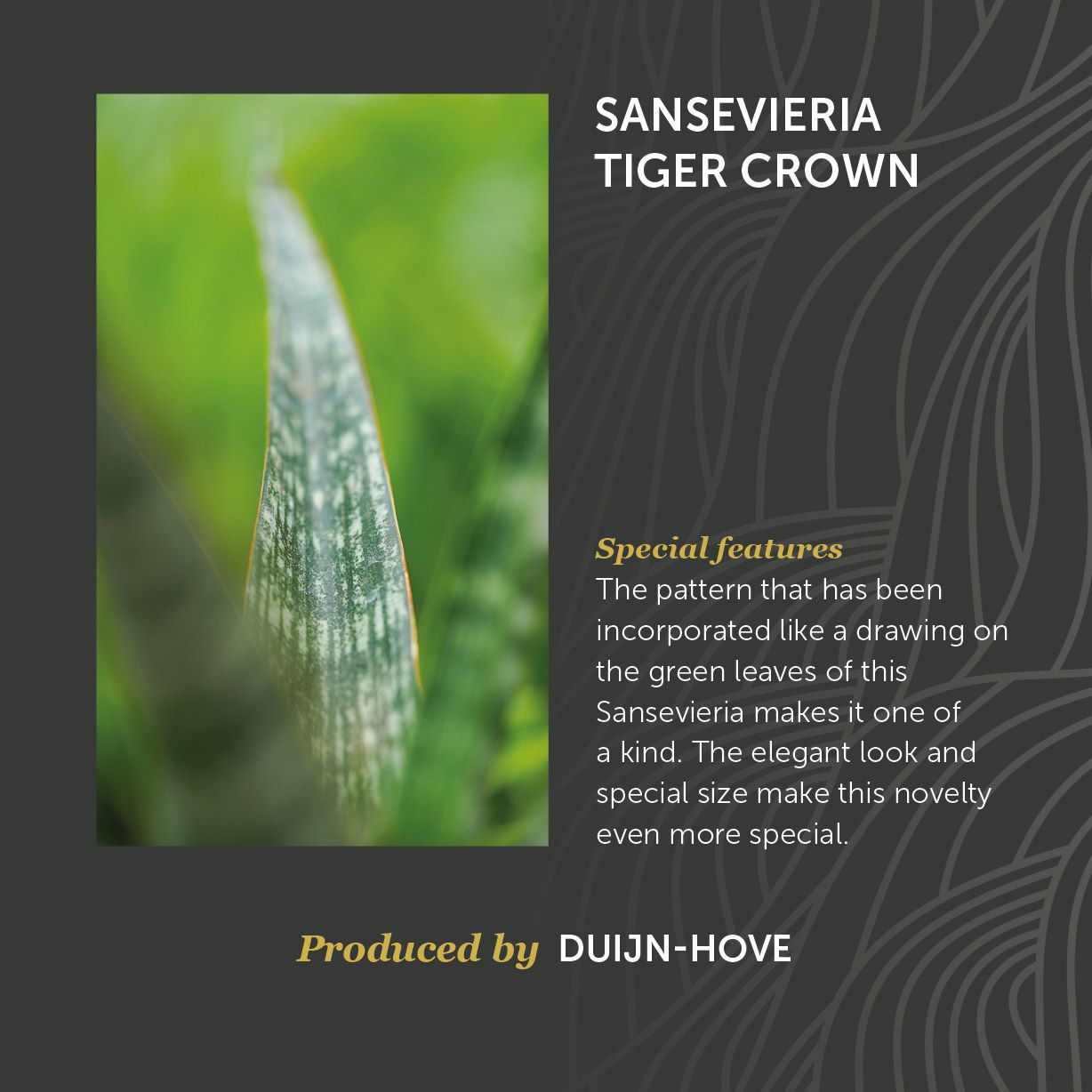 Sansevieria Tiger Crown