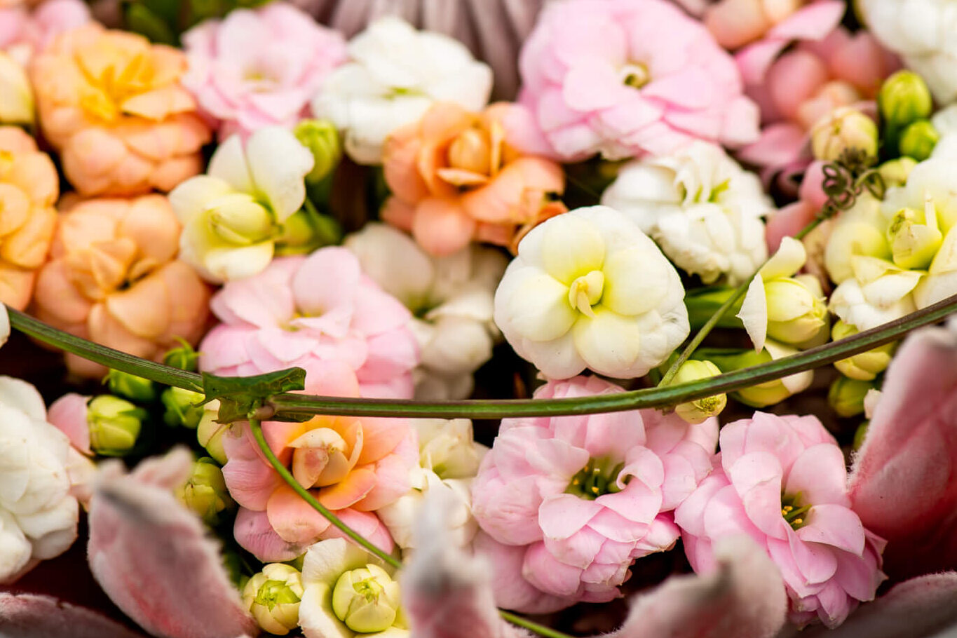 Verschillende kleuren snij kalanchoe