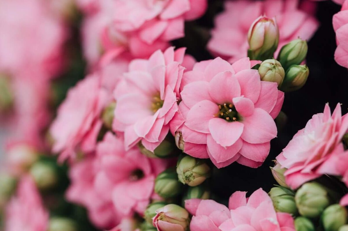 roze snij kalanchoe