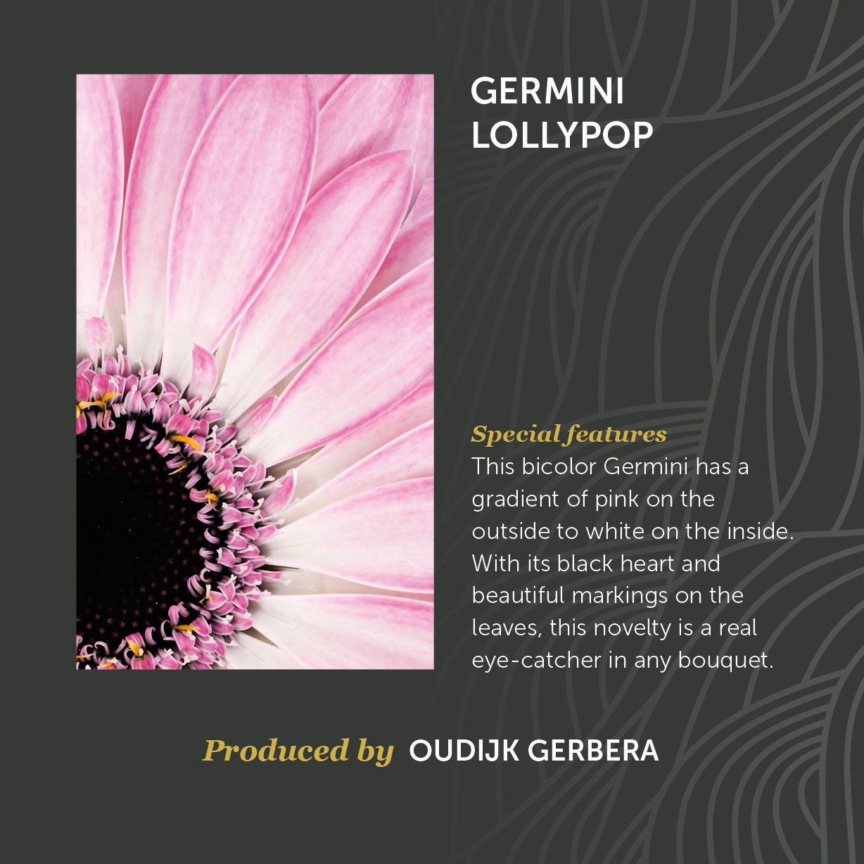 Germini Lollypop