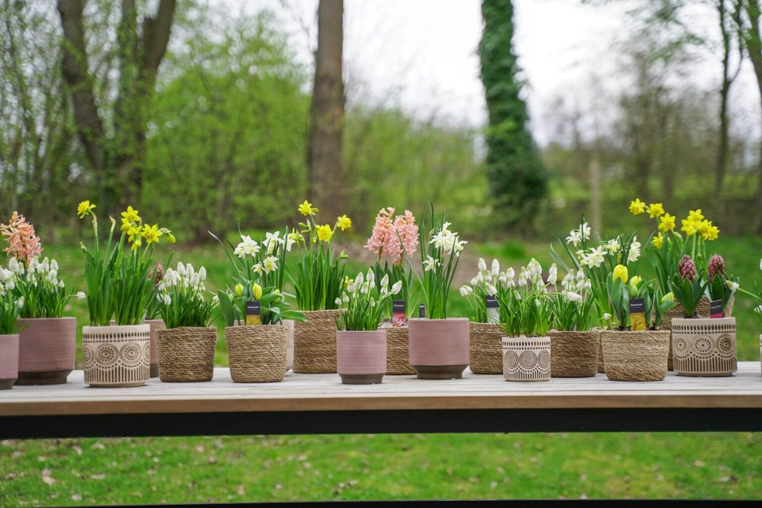 The best care tips for your bulbs in pots products Decorum