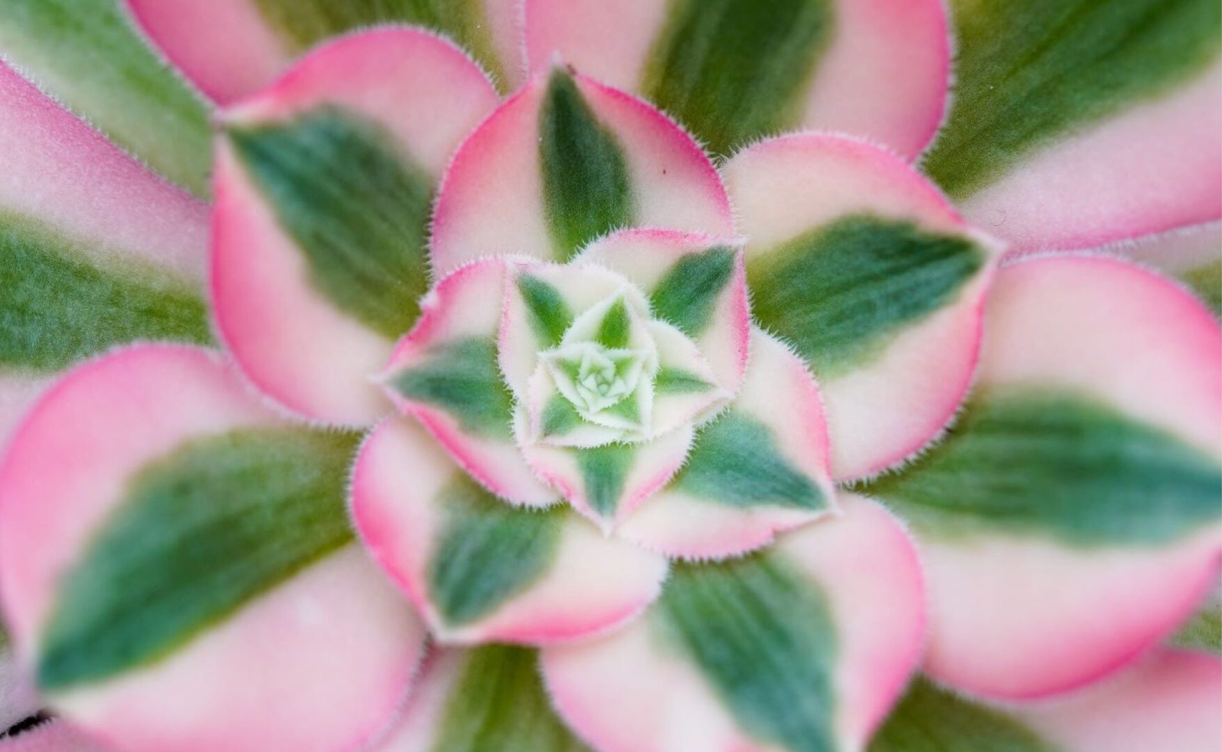 Aeonium Pink Witch