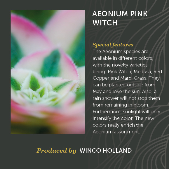 Aeonium Pink Witch