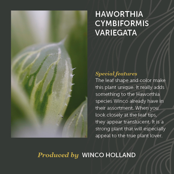 Haworthia Cymbiformis Variegata