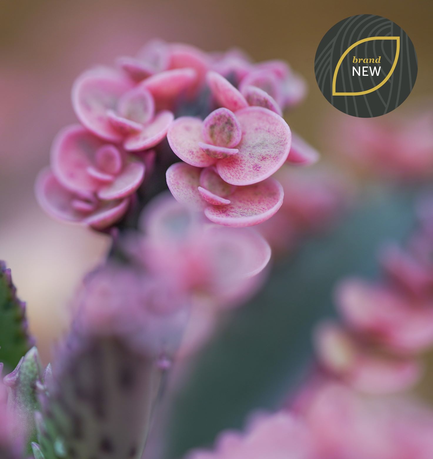 Kalanchoe Pink Butterfly