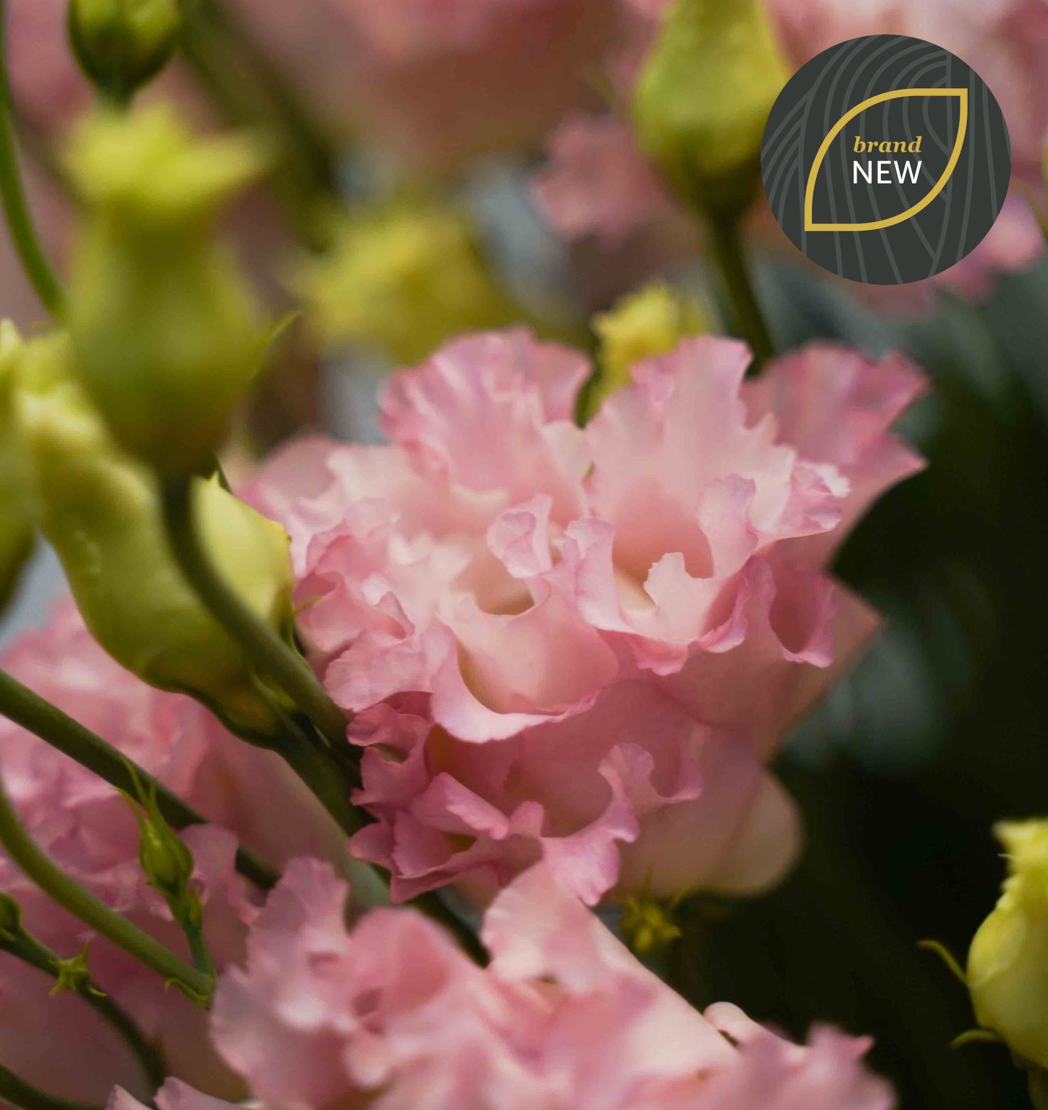 Lisianthus Alissa Hanoi Pink