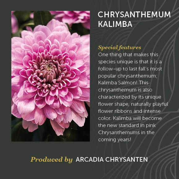 Chrysanthemum Kalimba