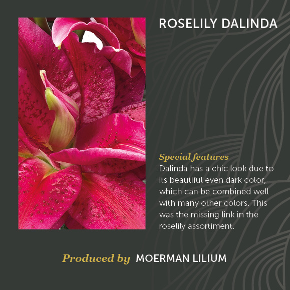Roselily Dalinda