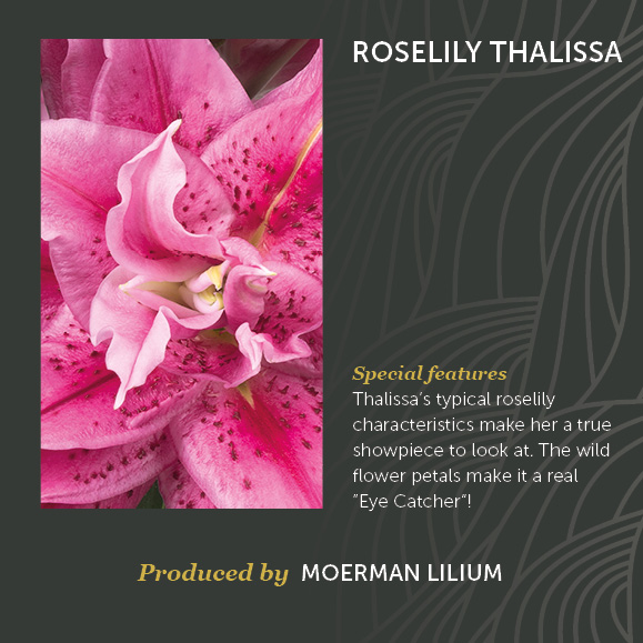 Roselily Thalissa
