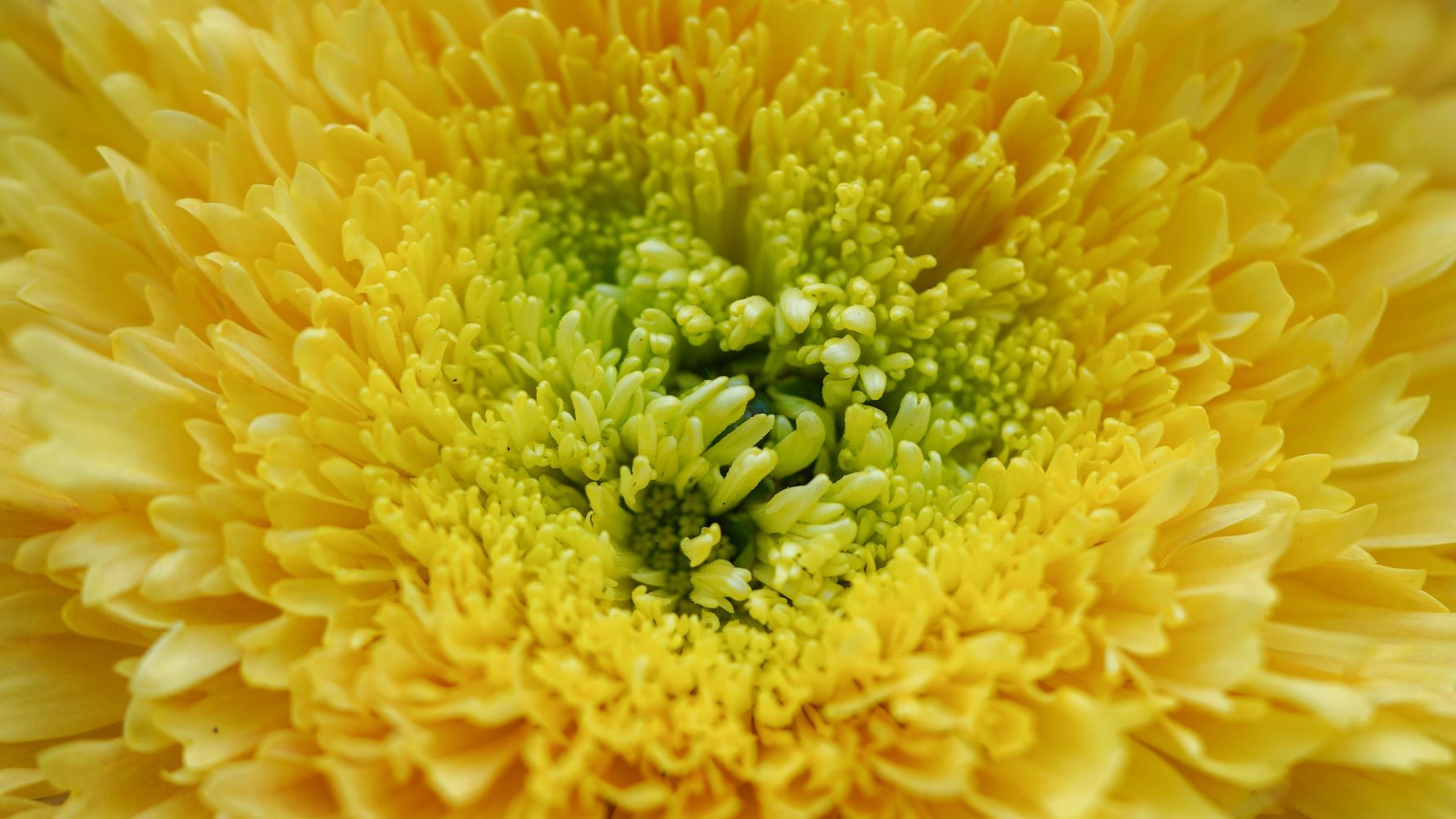 Chrysanthemum Etrusko Orange