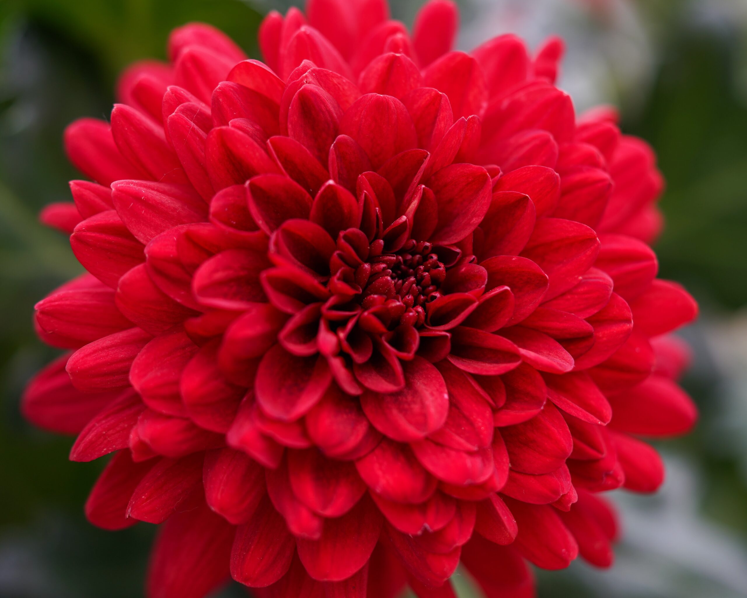 Chrysanthemum Monza