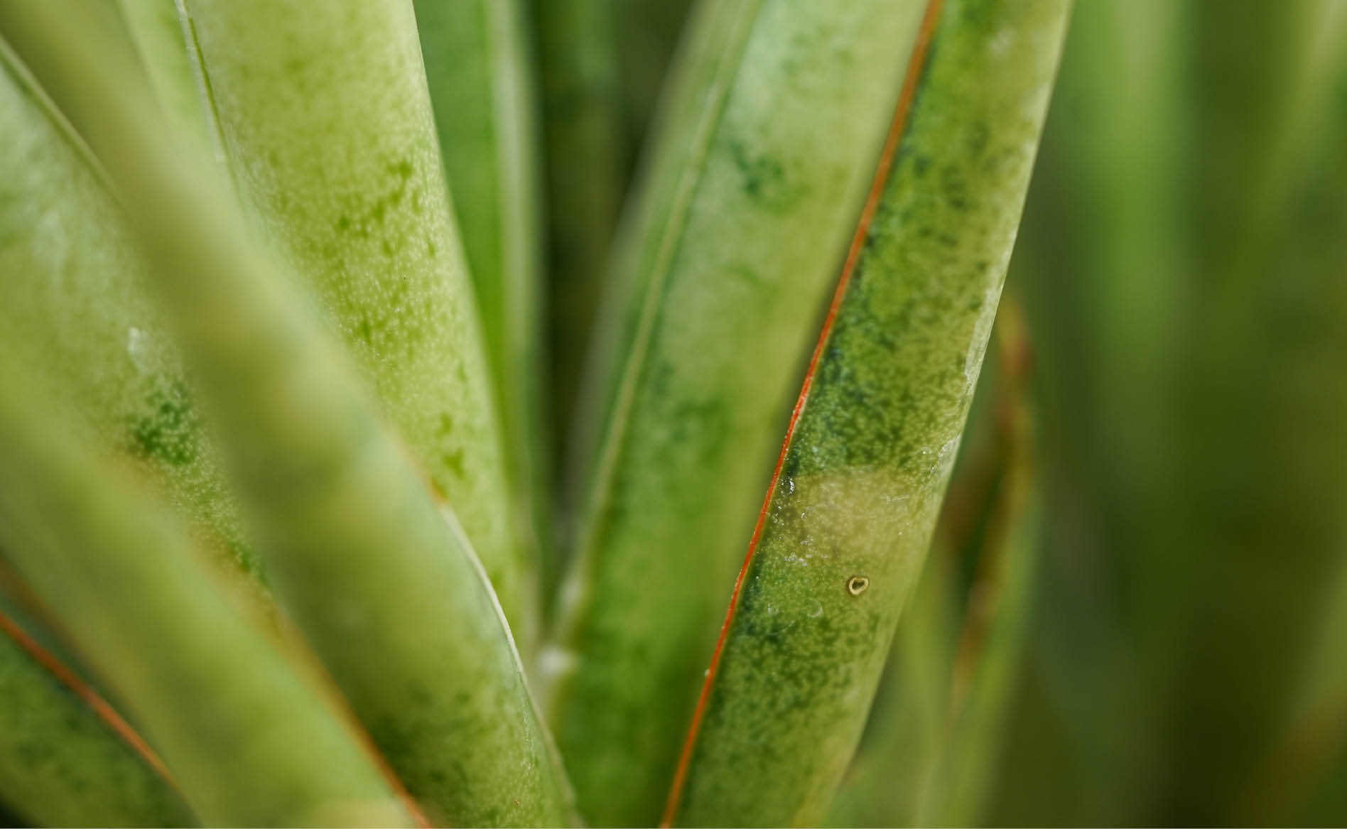 Sansevieria Silver Mikado