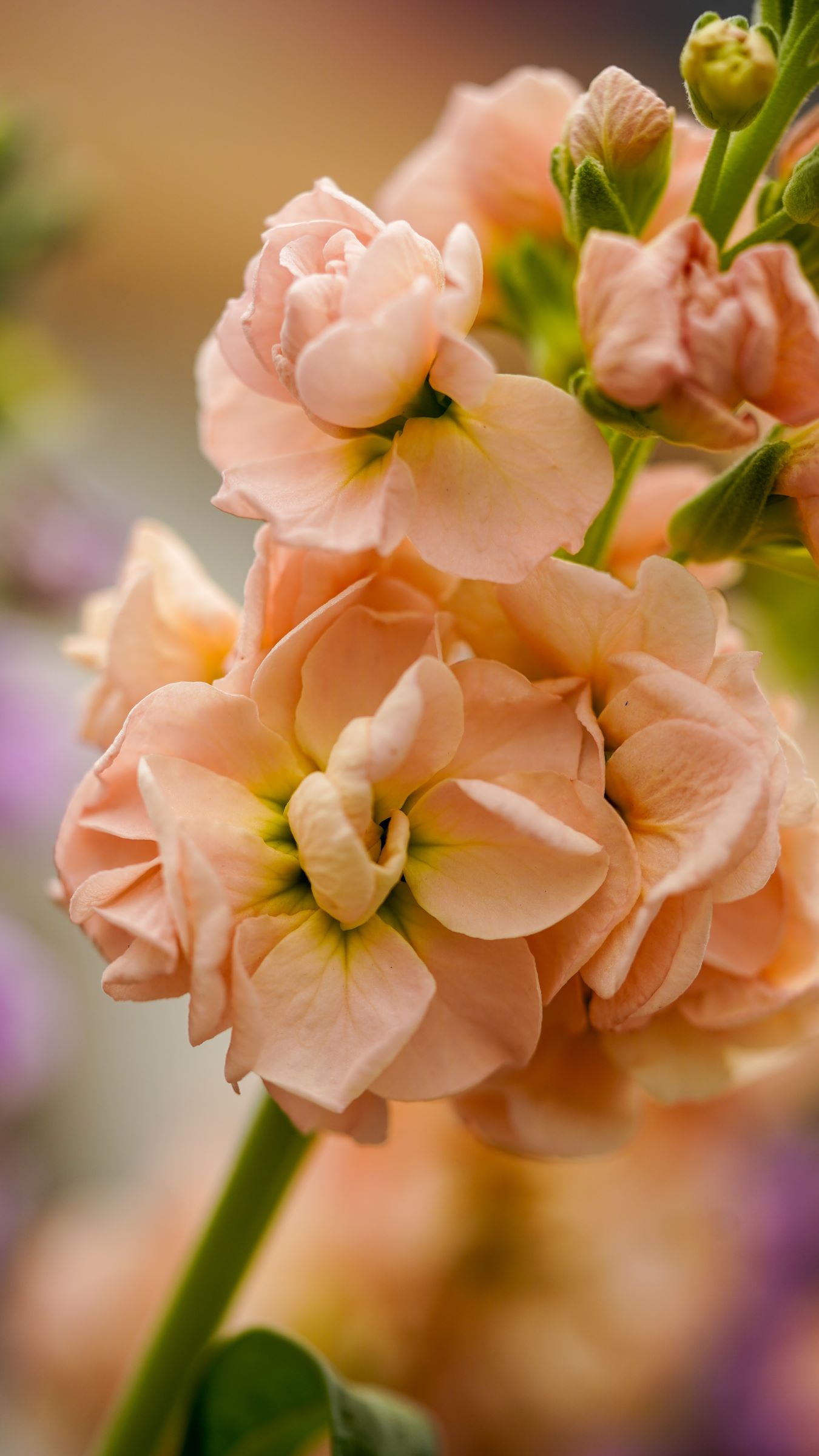 Matthiola Violier