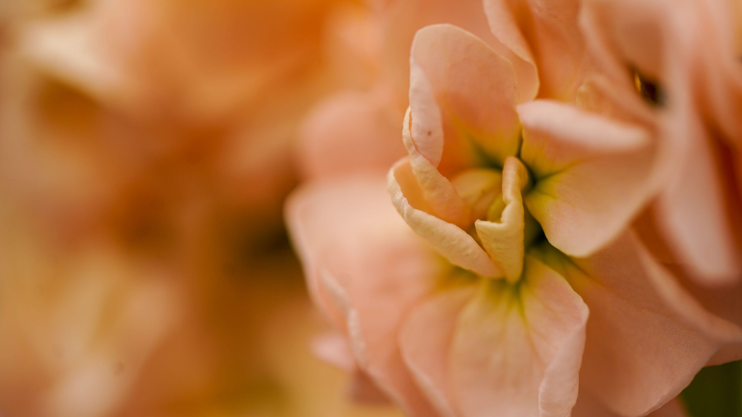 Violier Matthiola