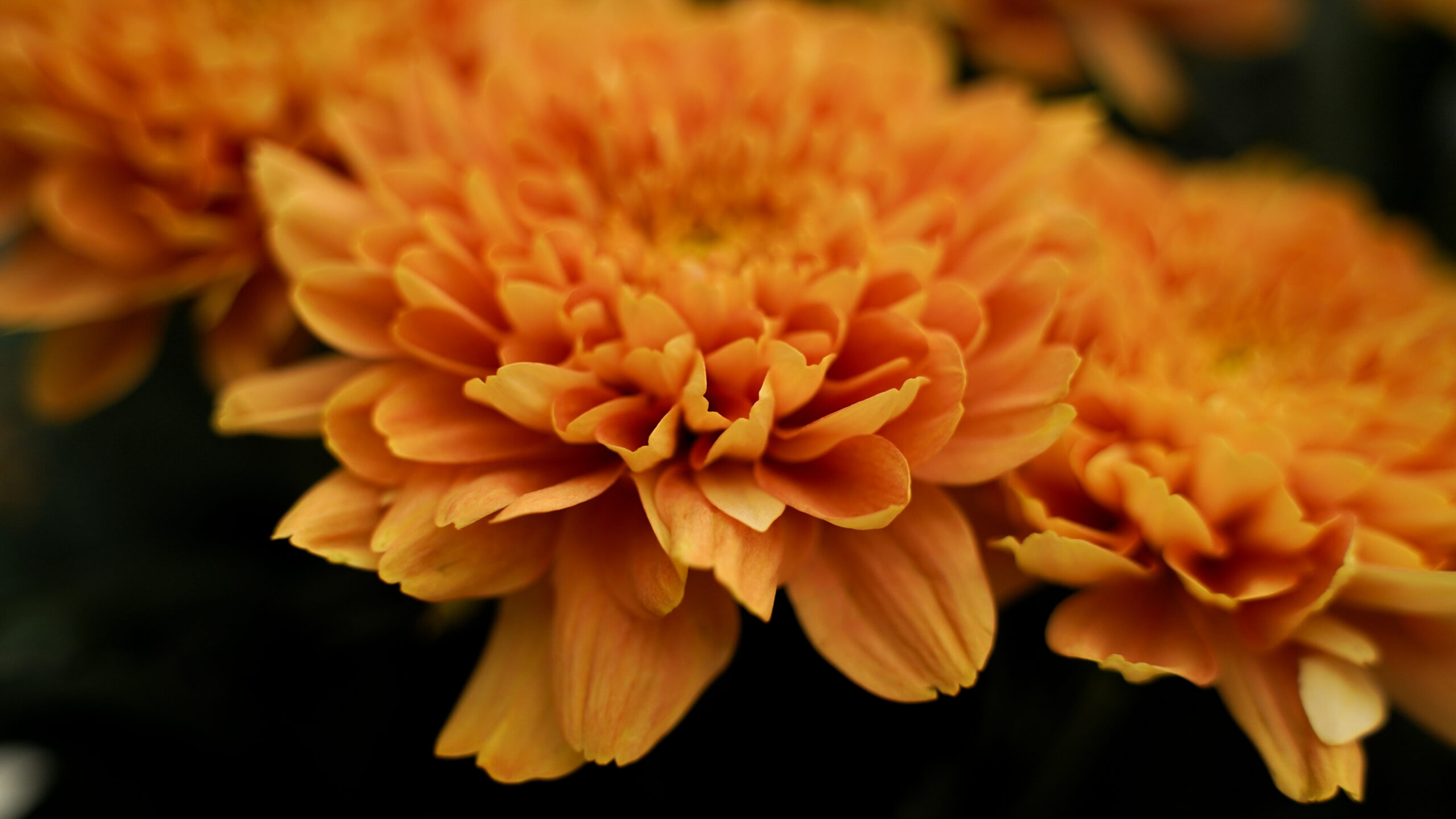 Chrysant Kalimba Orange