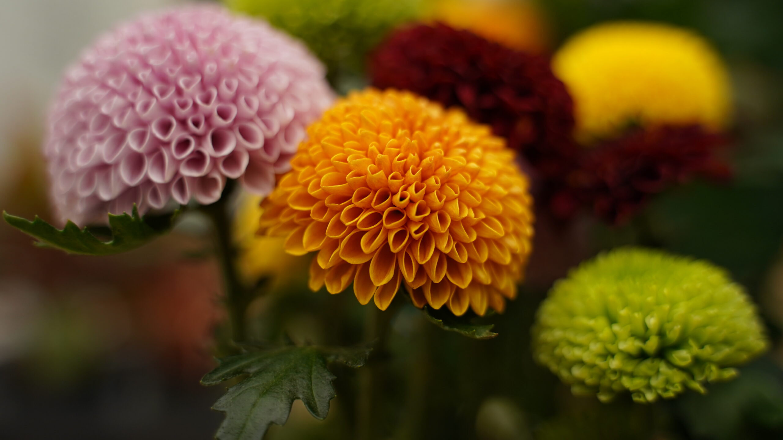 Chrysanthemum Flowerpops