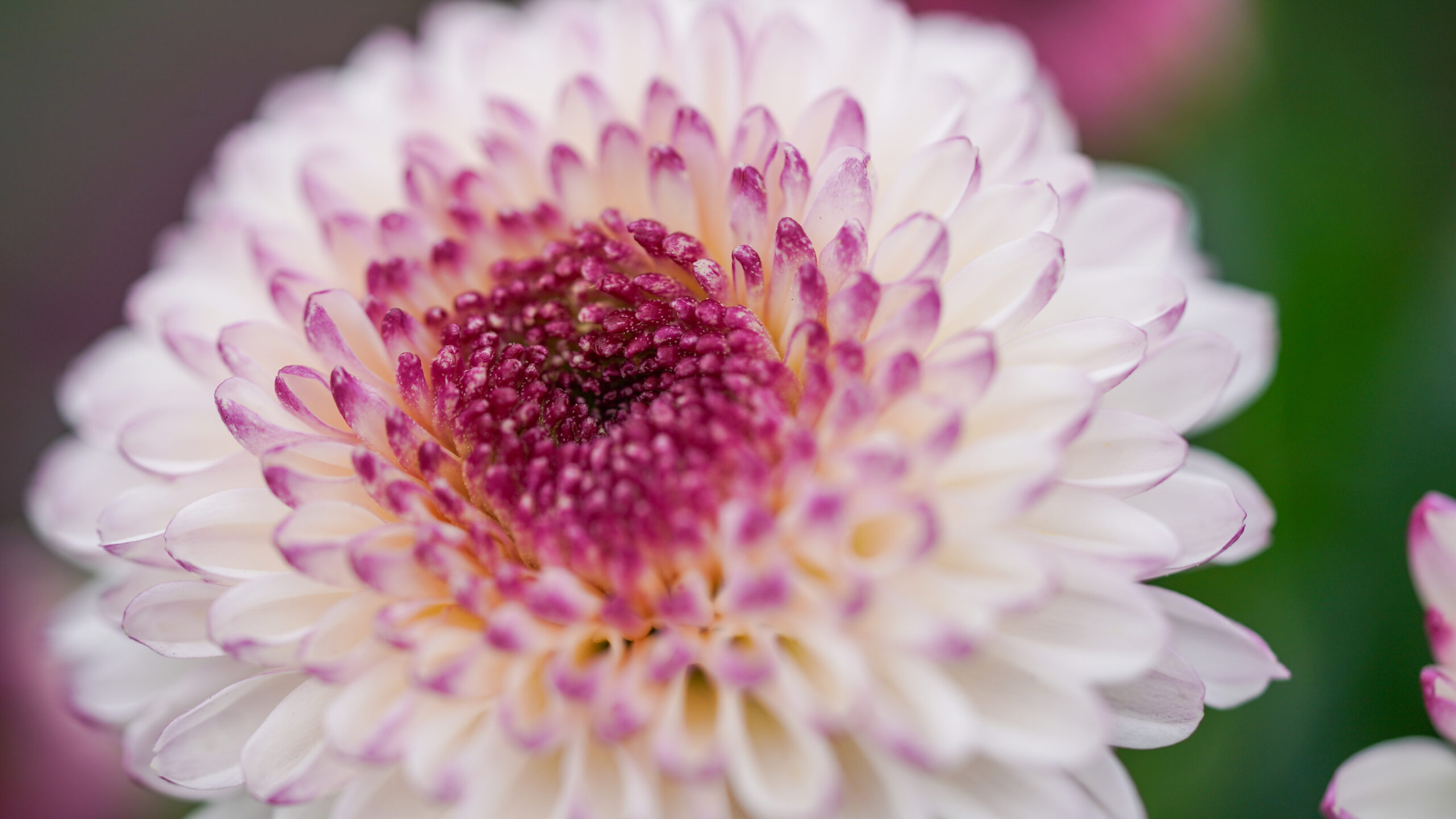 Chrysanthemum Flowerpops