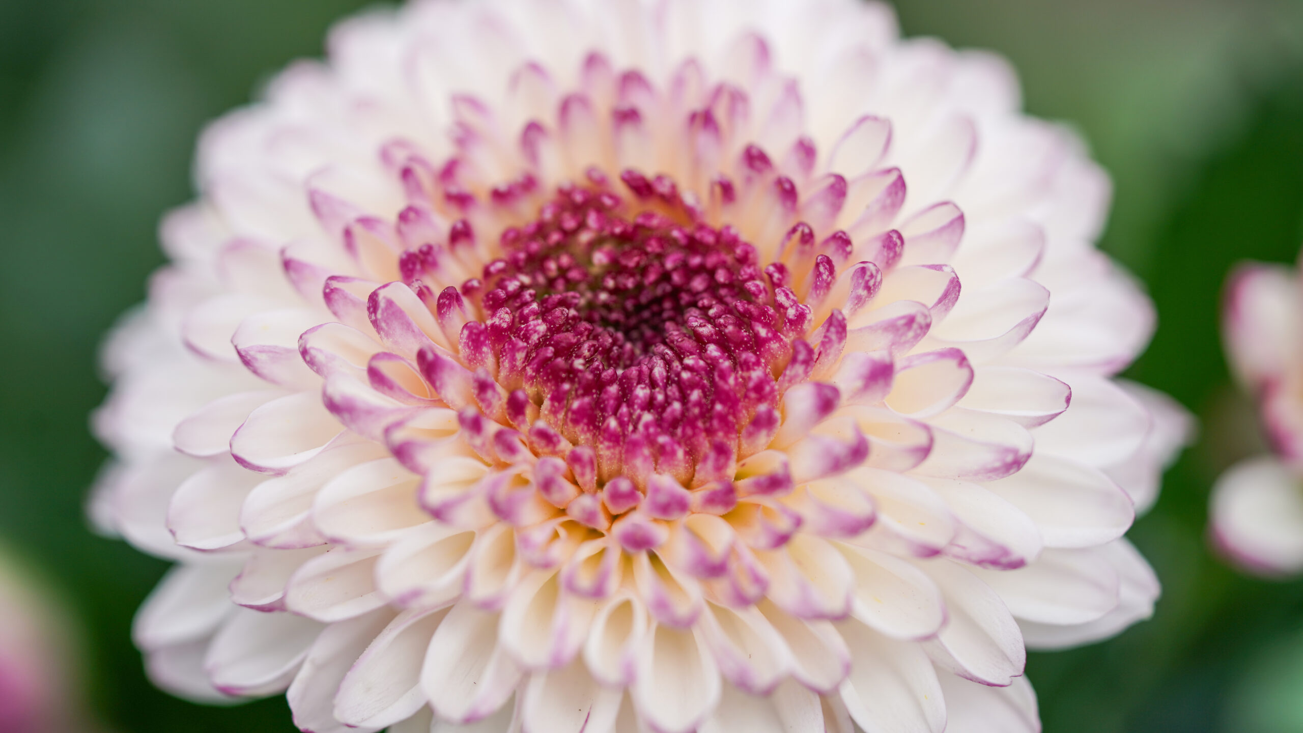 Chrysanthemum Flowerpops