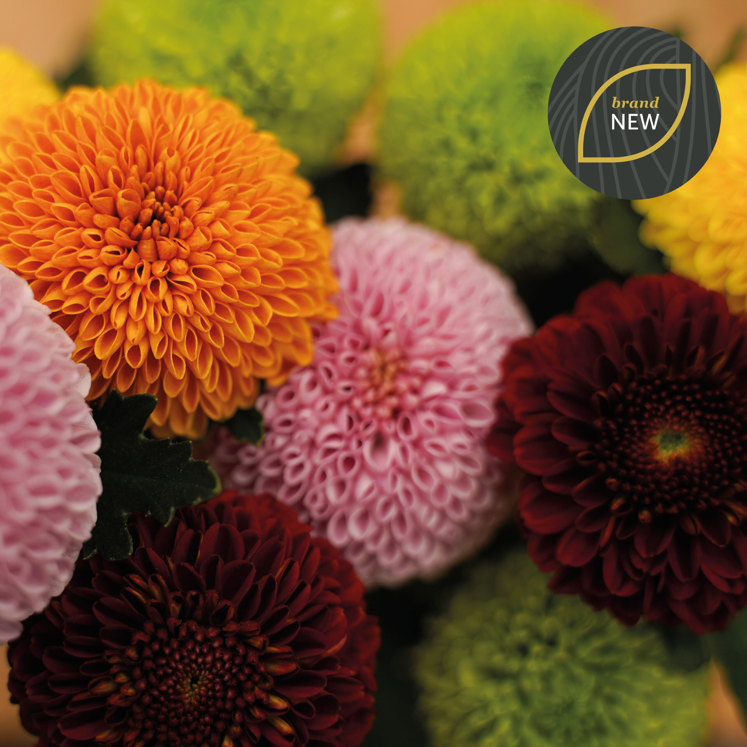 Chrysanthemum Flowerpops