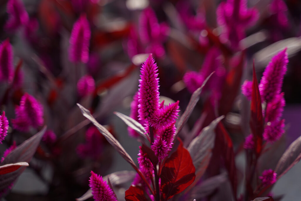 Celosia Mystic Shade