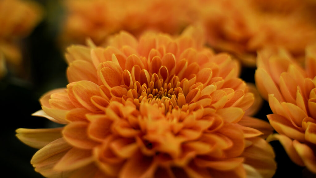 Chrysant Kalimba Orange