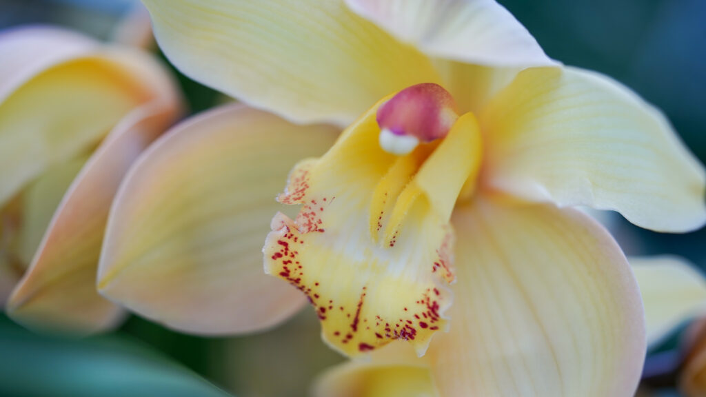 Cymbidium Gold