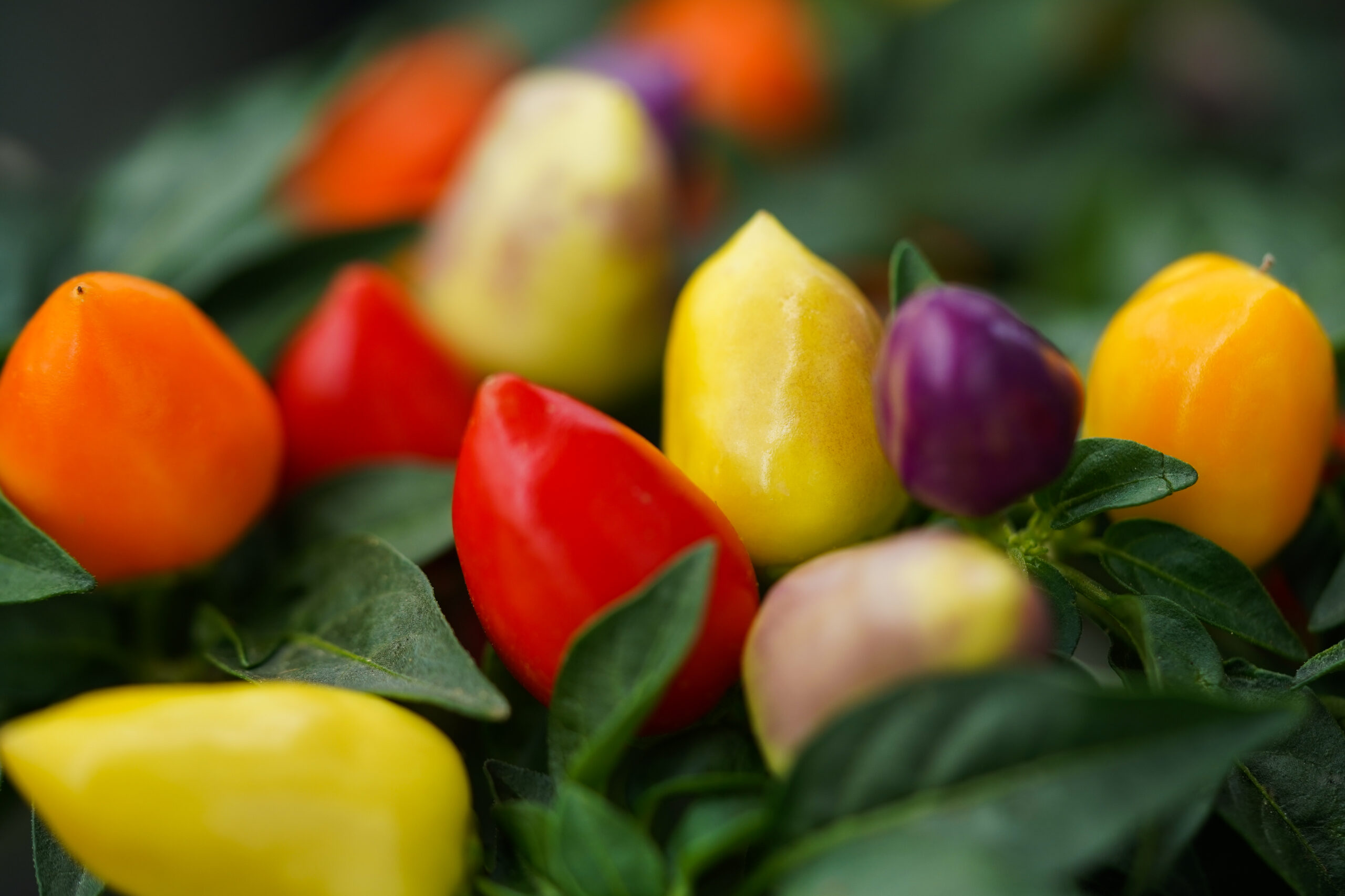 Capsicum Autumn Daylight