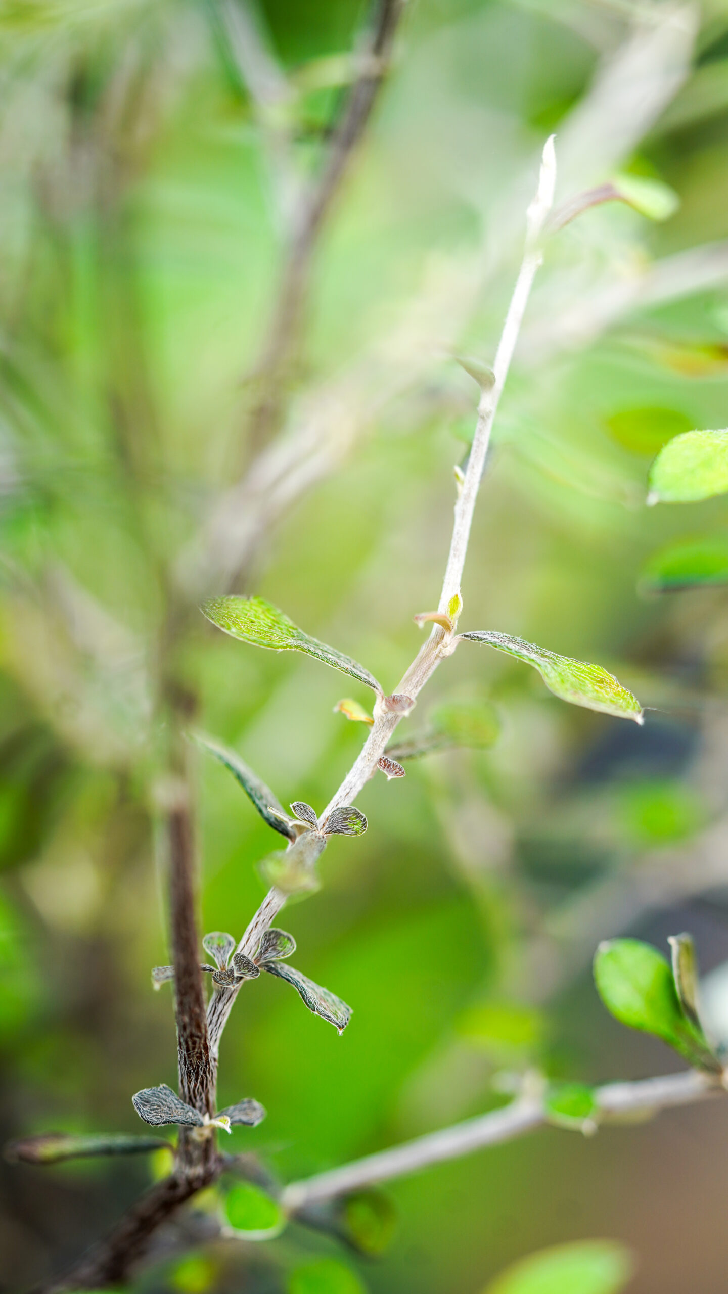 De Maori plant