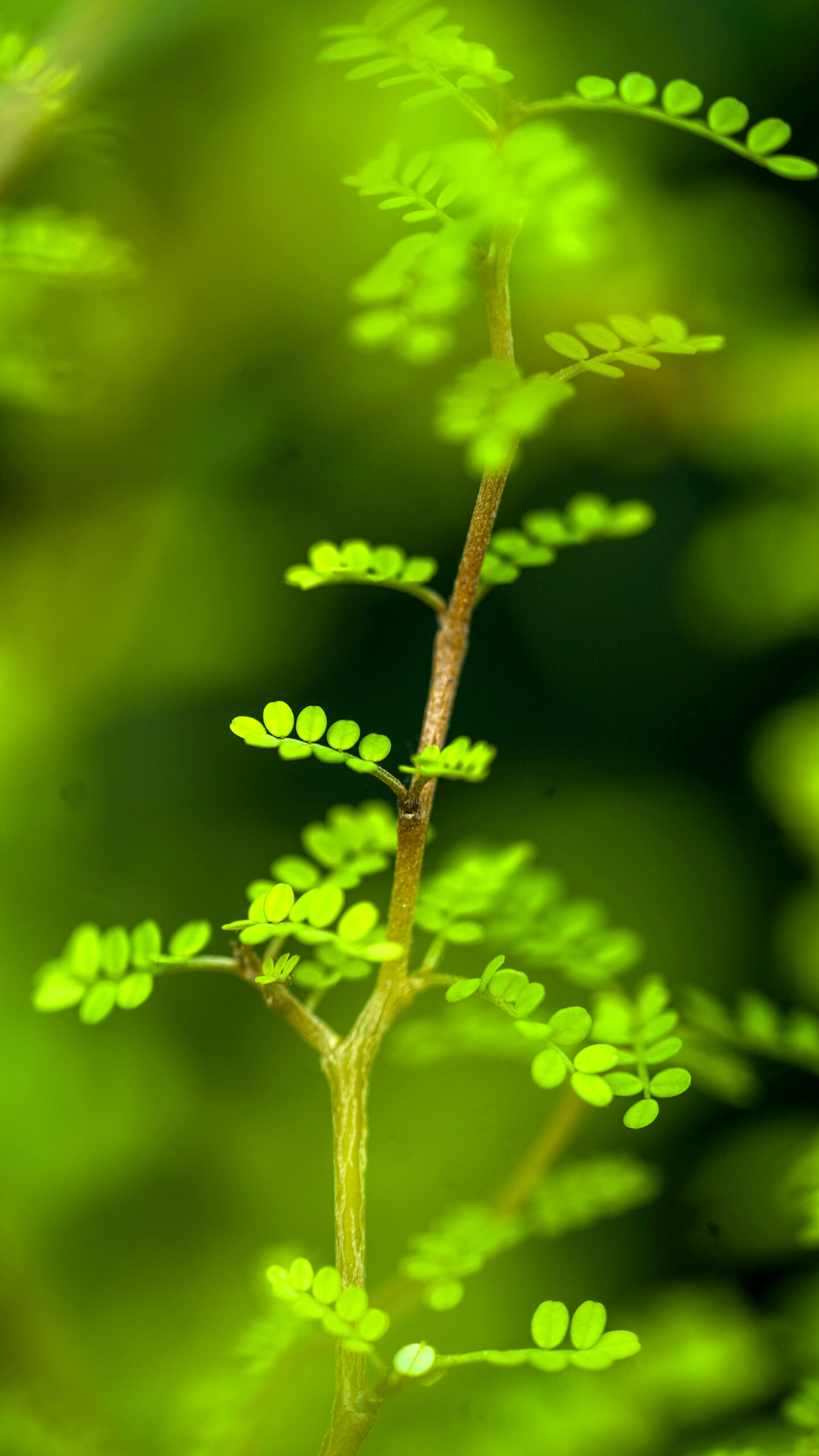 De Corokia plant