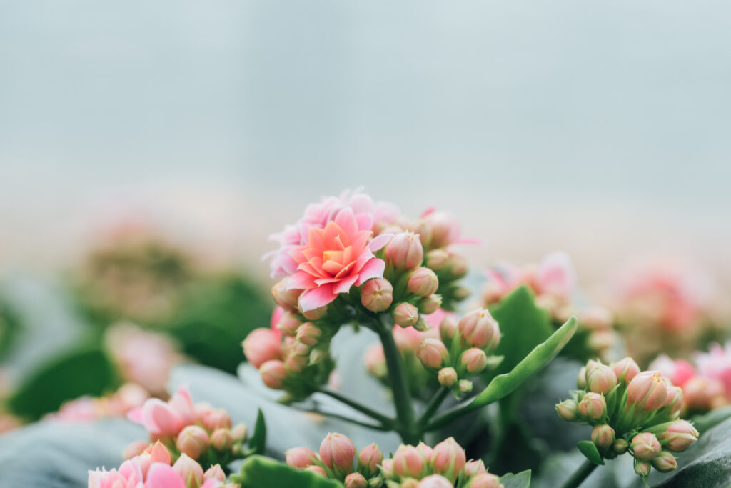 Kalanchoë Venus