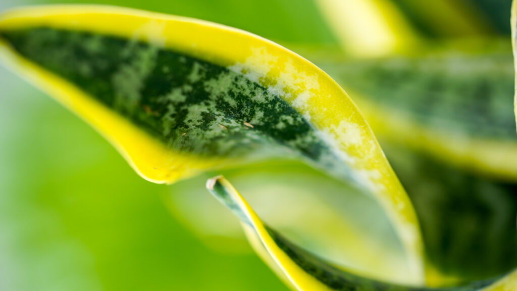 Sansevieria Dragon Tongue