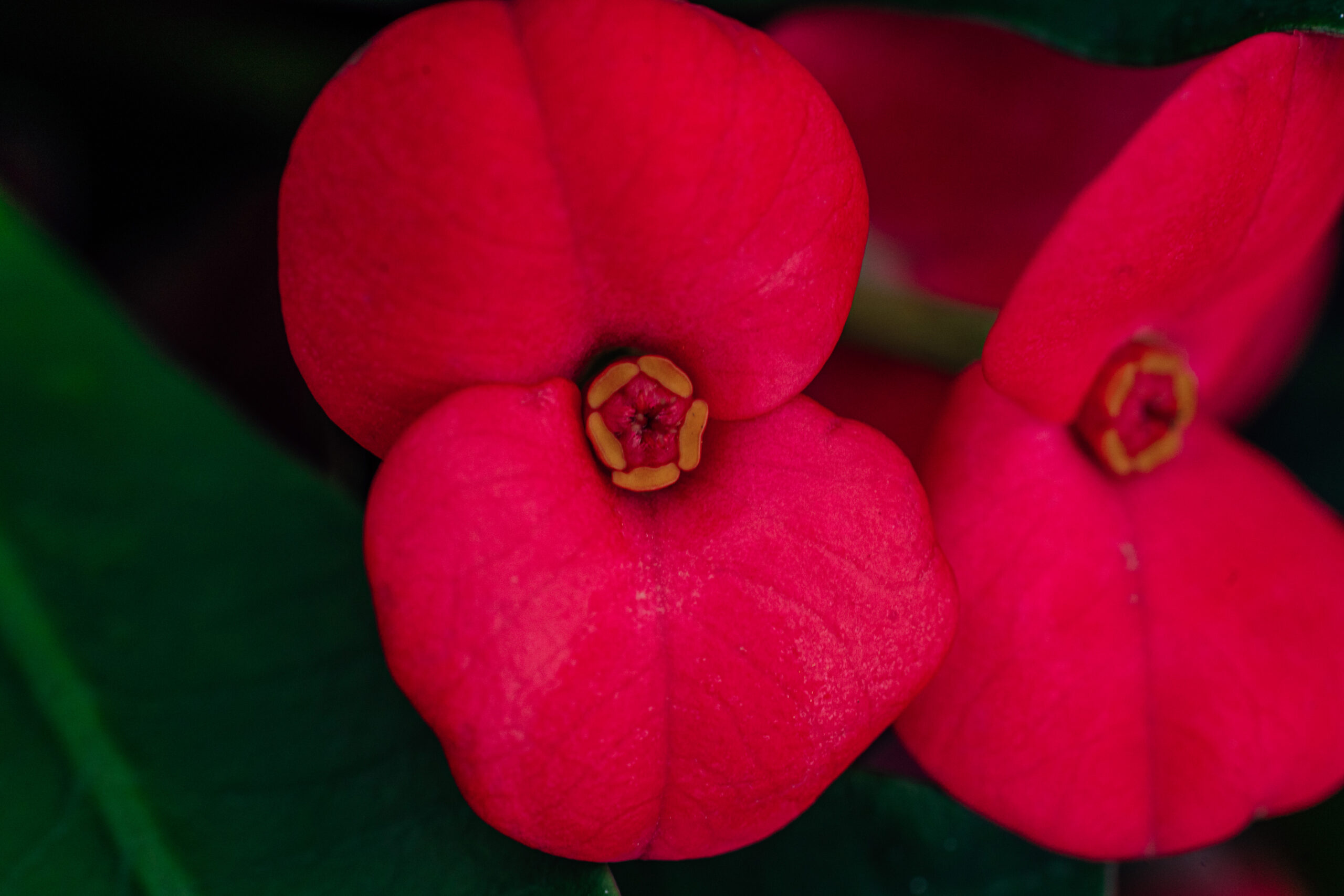 Euphorbia Olympia